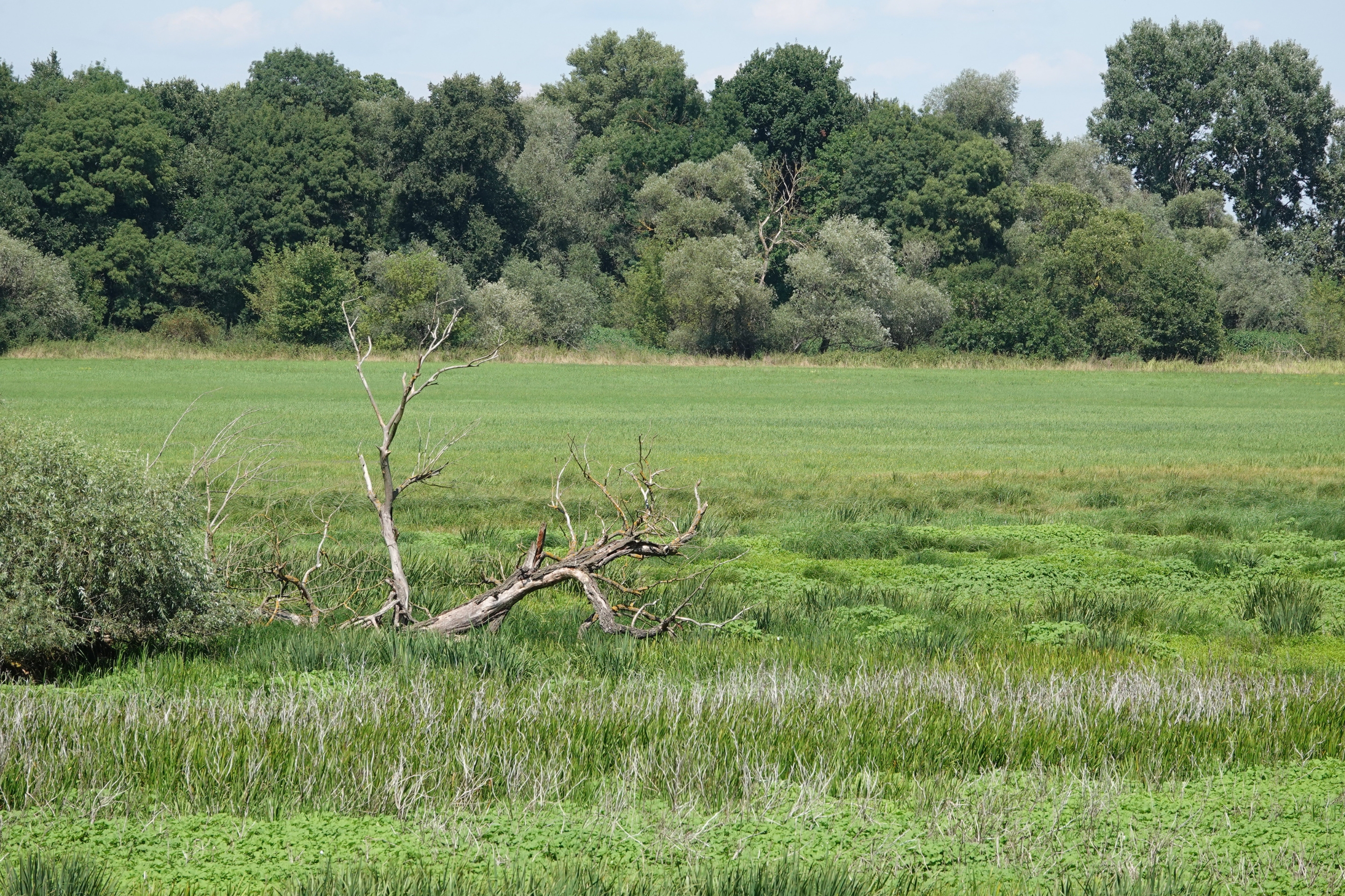 Ein Feuchtgebiet in Österreich an der Grenze zur Slowakei.