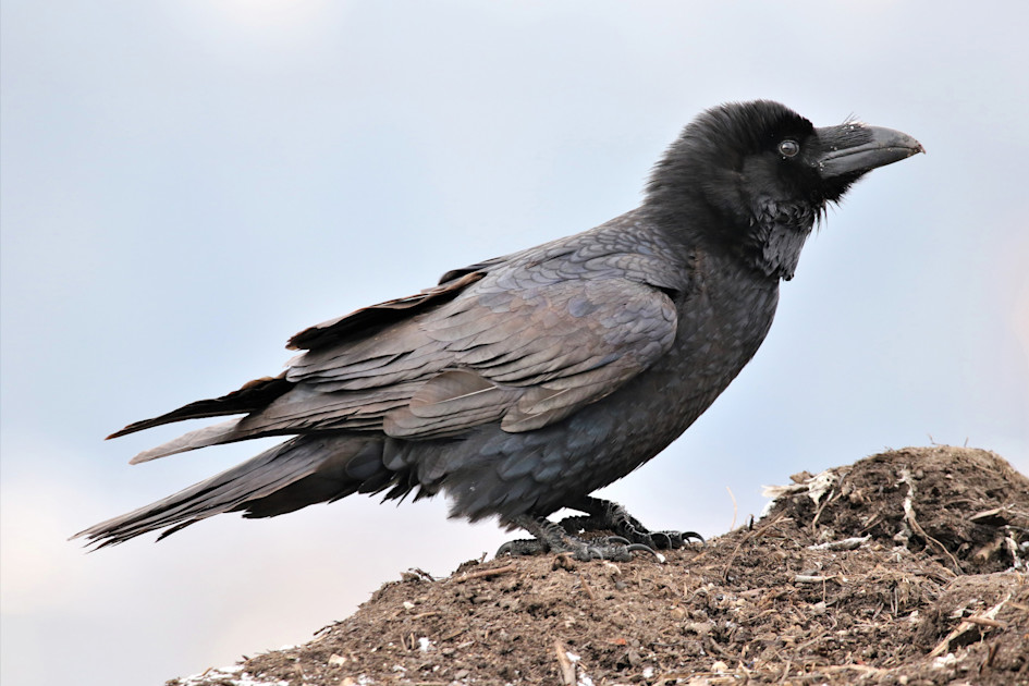 Kolkrabe (Corvus corax)