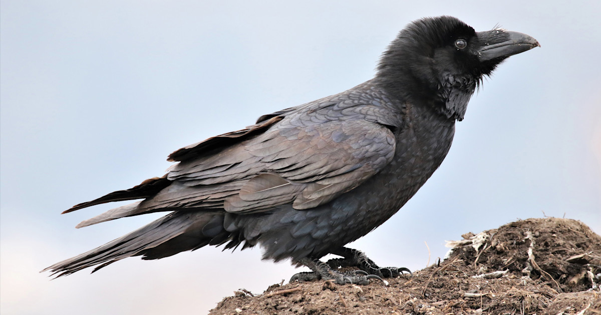 Kolk Rabe Kolkrabe (Corvus corax)