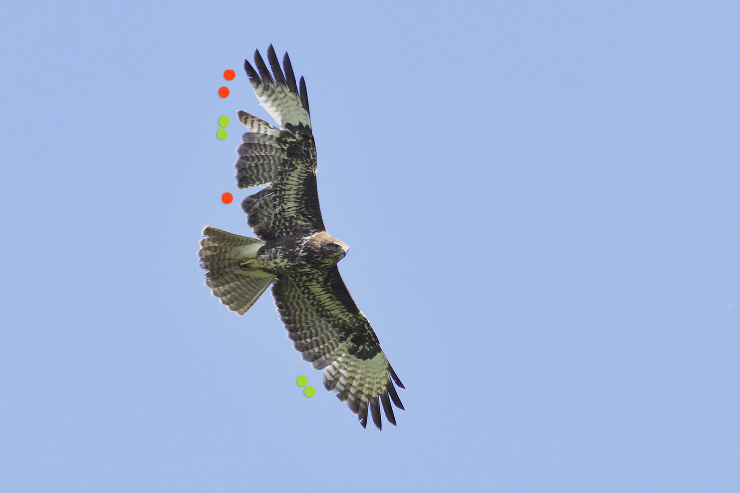 Der Vogel mausert vom Jugendkleid ins zweite Kleid. Zwar fehlen aufgrund natürlicher Mauser beidseitig jeweils die zwei innersten Handschwingen (grüne Punkte), doch sind diese Lücken verhältnismäßig wenig auffällig. Ins Auge stechen dagegen zwei Lücken im rechten Flügel (rote Punkte), die die Handschwingen 4 und 5 sowie die mittleren Armschwingen betreffen. Im Armflügel ist sogar ein abgebrochener Federkiel sichtbar.