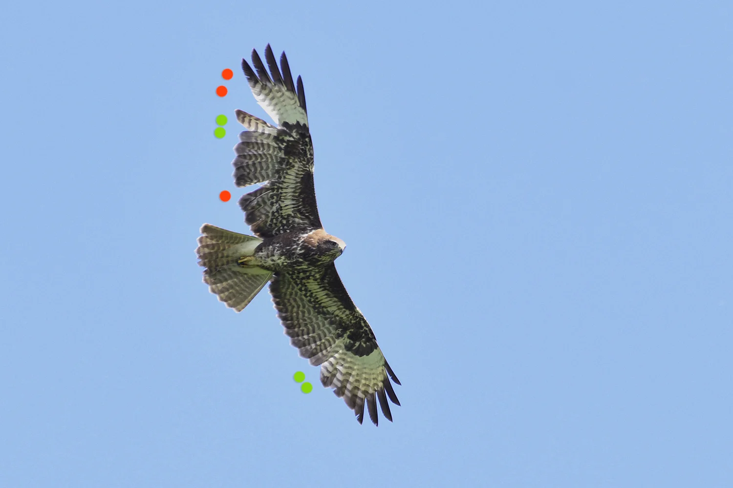 Der Vogel mausert vom Jugendkleid ins zweite Kleid. Zwar fehlen aufgrund natürlicher Mauser beidseitig jeweils die zwei innersten Handschwingen (grüne Punkte), doch sind diese Lücken verhältnismäßig wenig auffällig. Ins Auge stechen dagegen zwei Lücken im rechten Flügel (rote Punkte), die die Handschwingen 4 und 5 sowie die mittleren Armschwingen betreffen. Im Armflügel ist sogar ein abgebrochener Federkiel sichtbar.