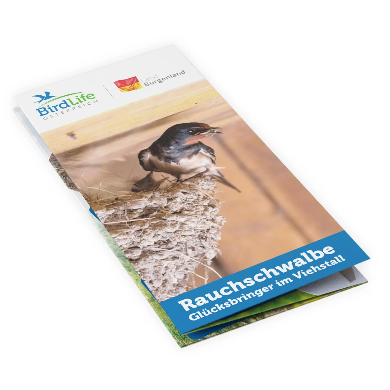 Der BirdLife Folder zu Rauchschwalben.