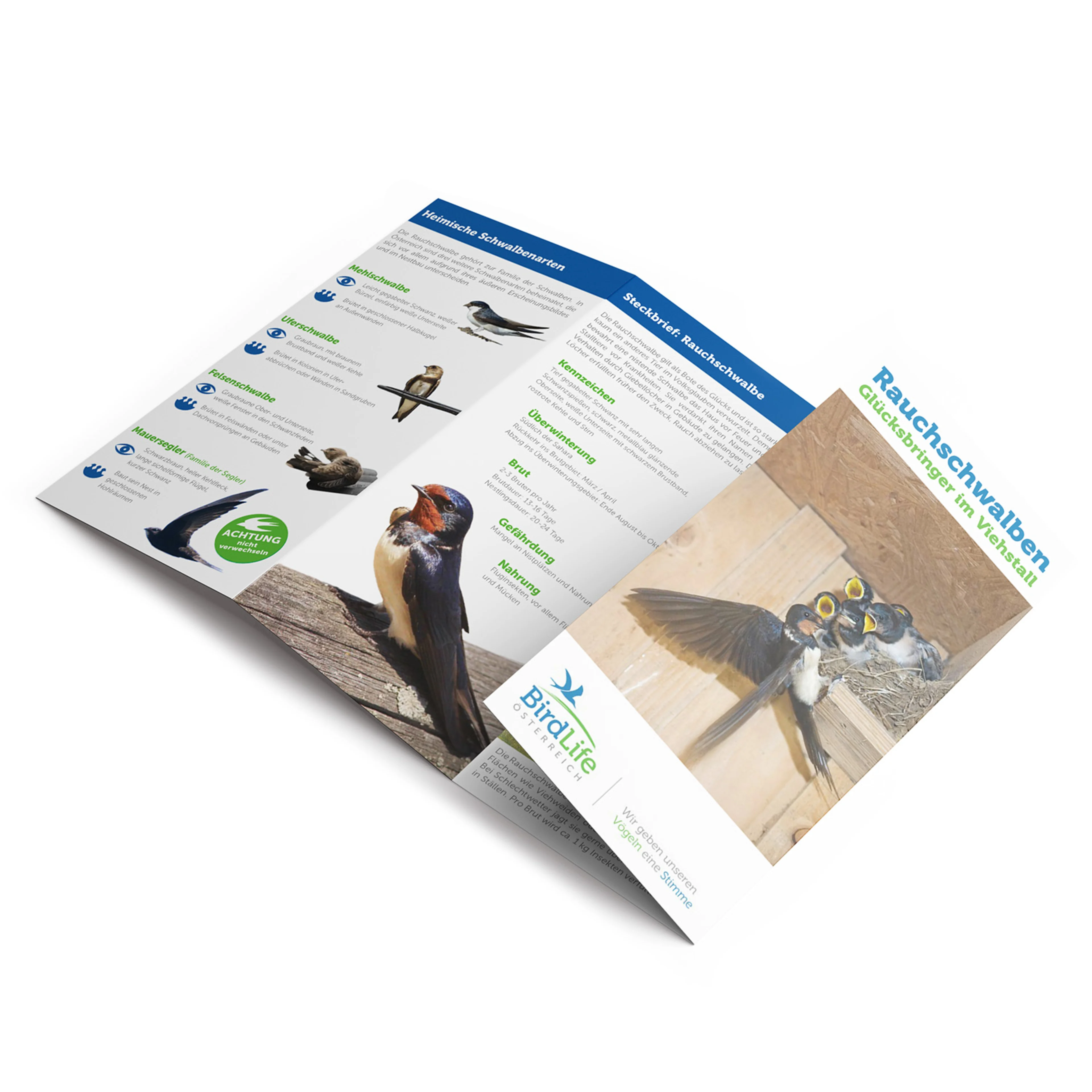 Der BirdLife Folder zu Rauchschwalben.