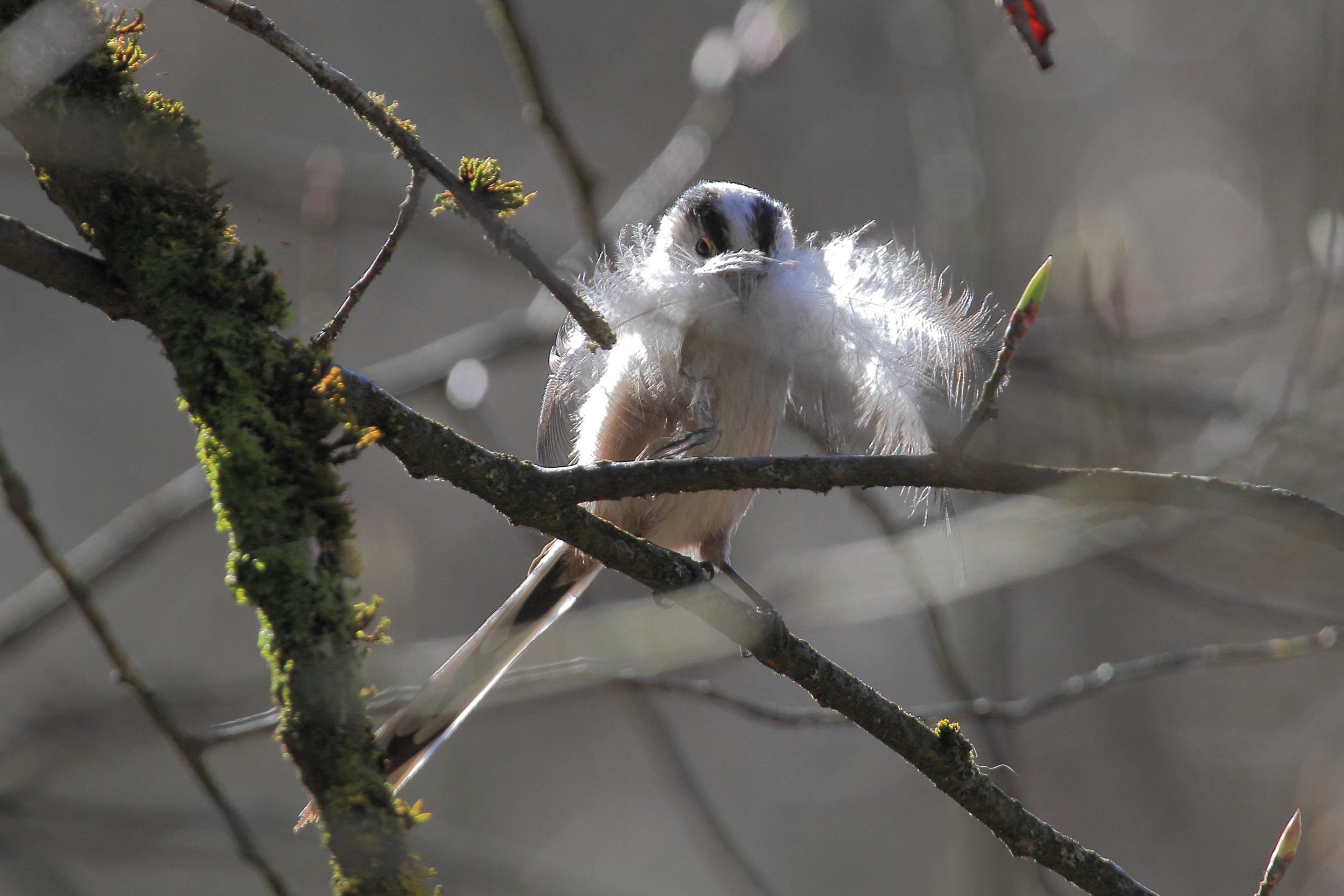 Eine Schwanzmeise mit Nistmaterial im Schnabel.