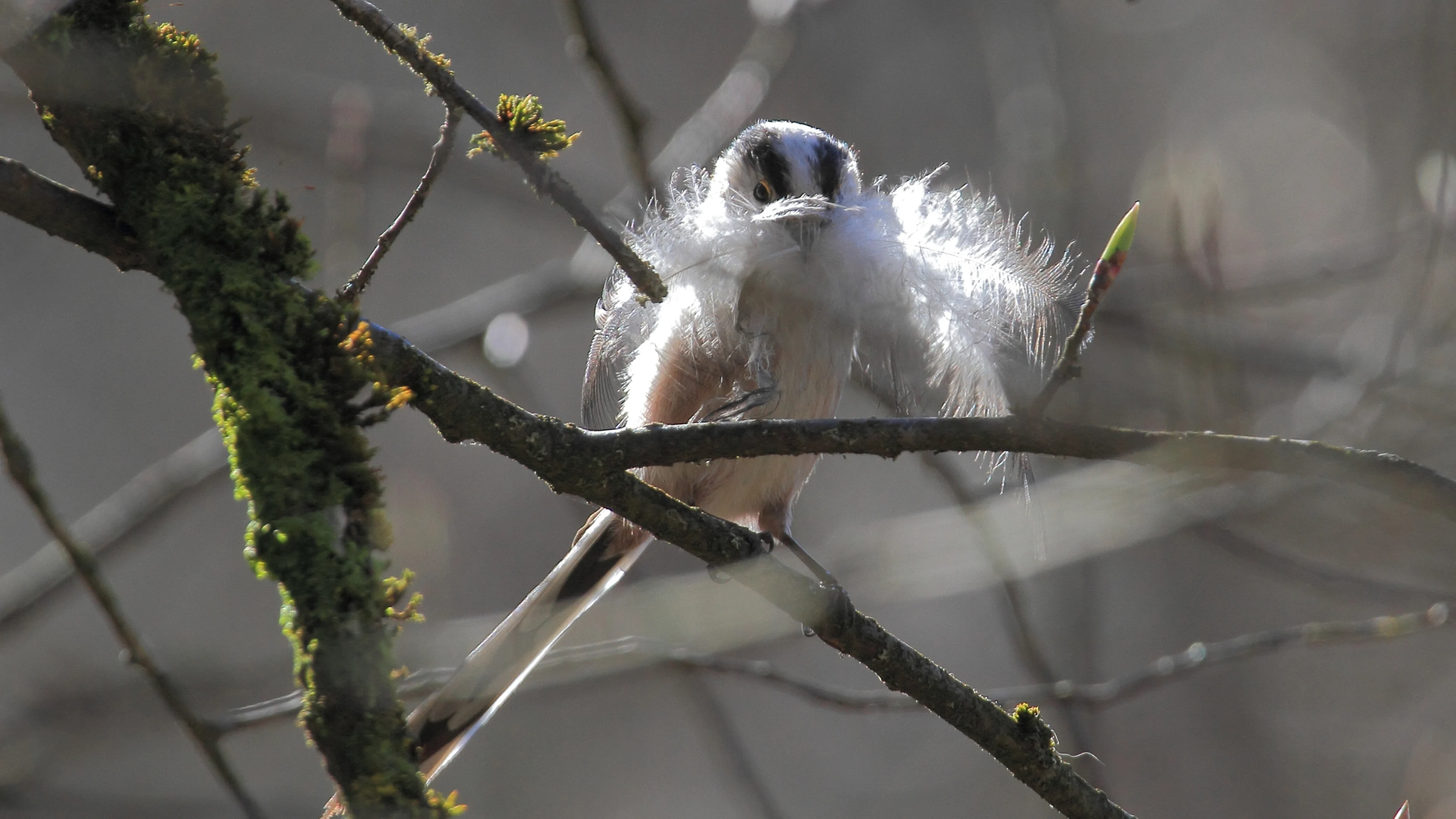 Eine Schwanzmeise mit Nistmaterial im Schnabel.