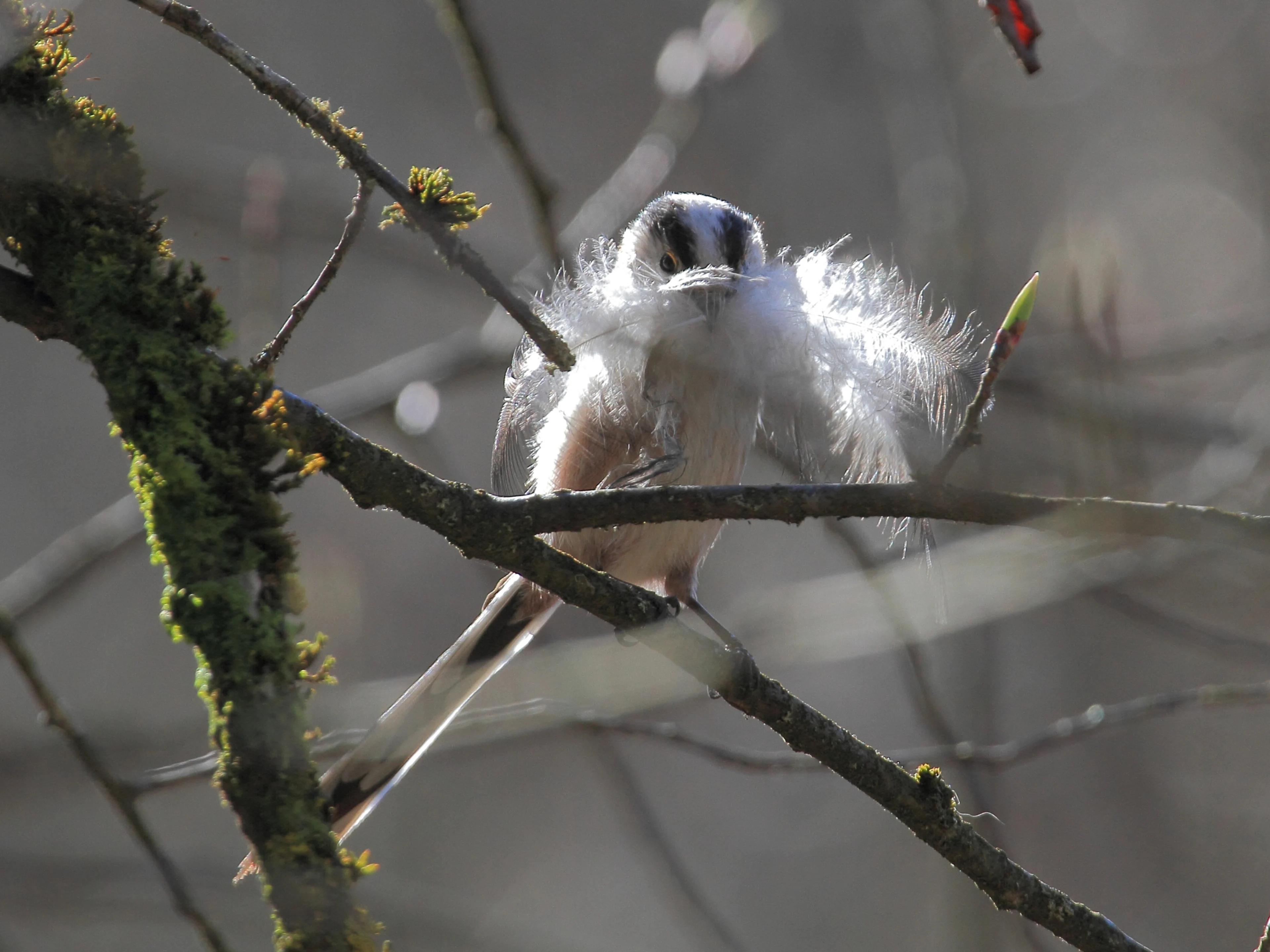 Eine Schwanzmeise mit Nistmaterial im Schnabel.