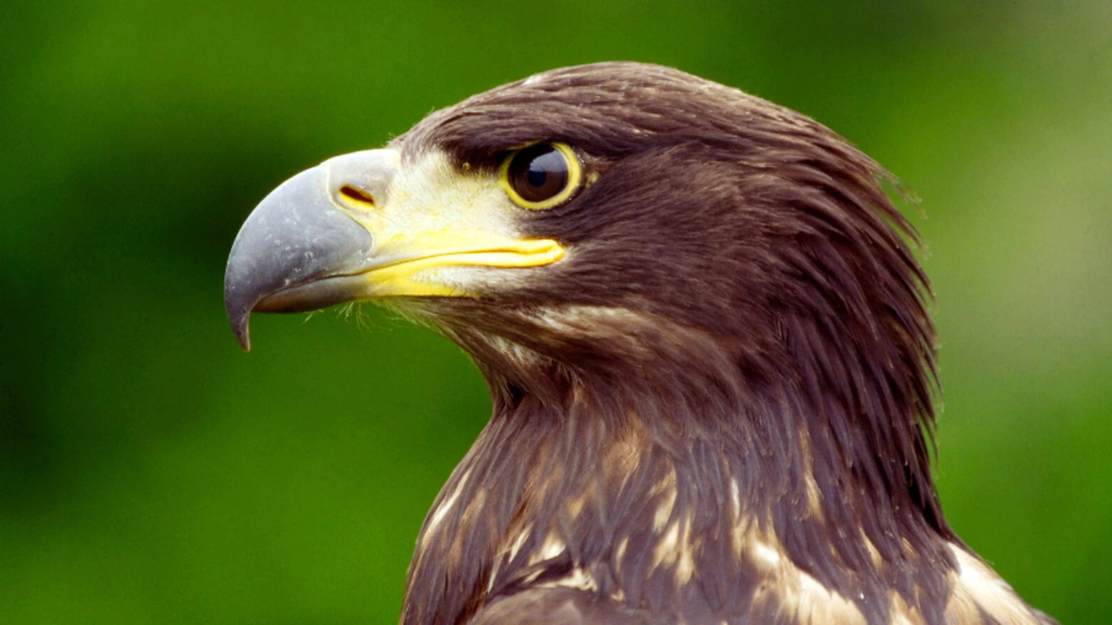 Seeadler
