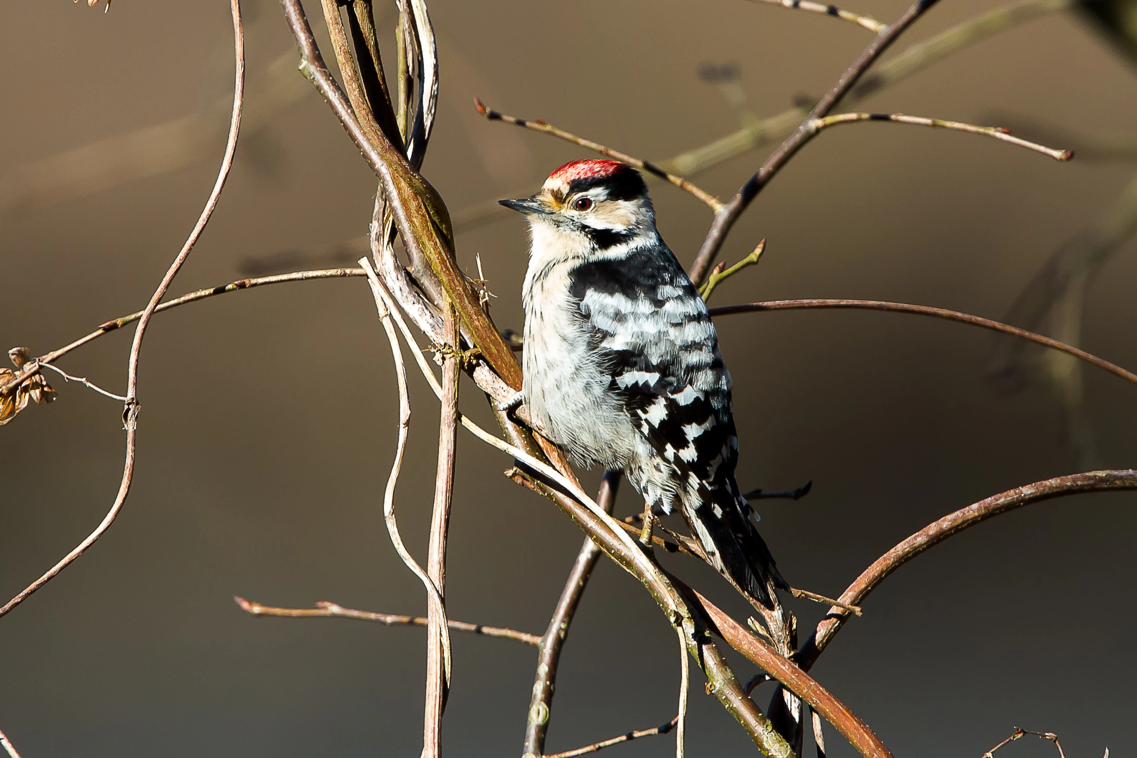 Ein Kleinspecht-Männchen sitzt auf einem Ast.
