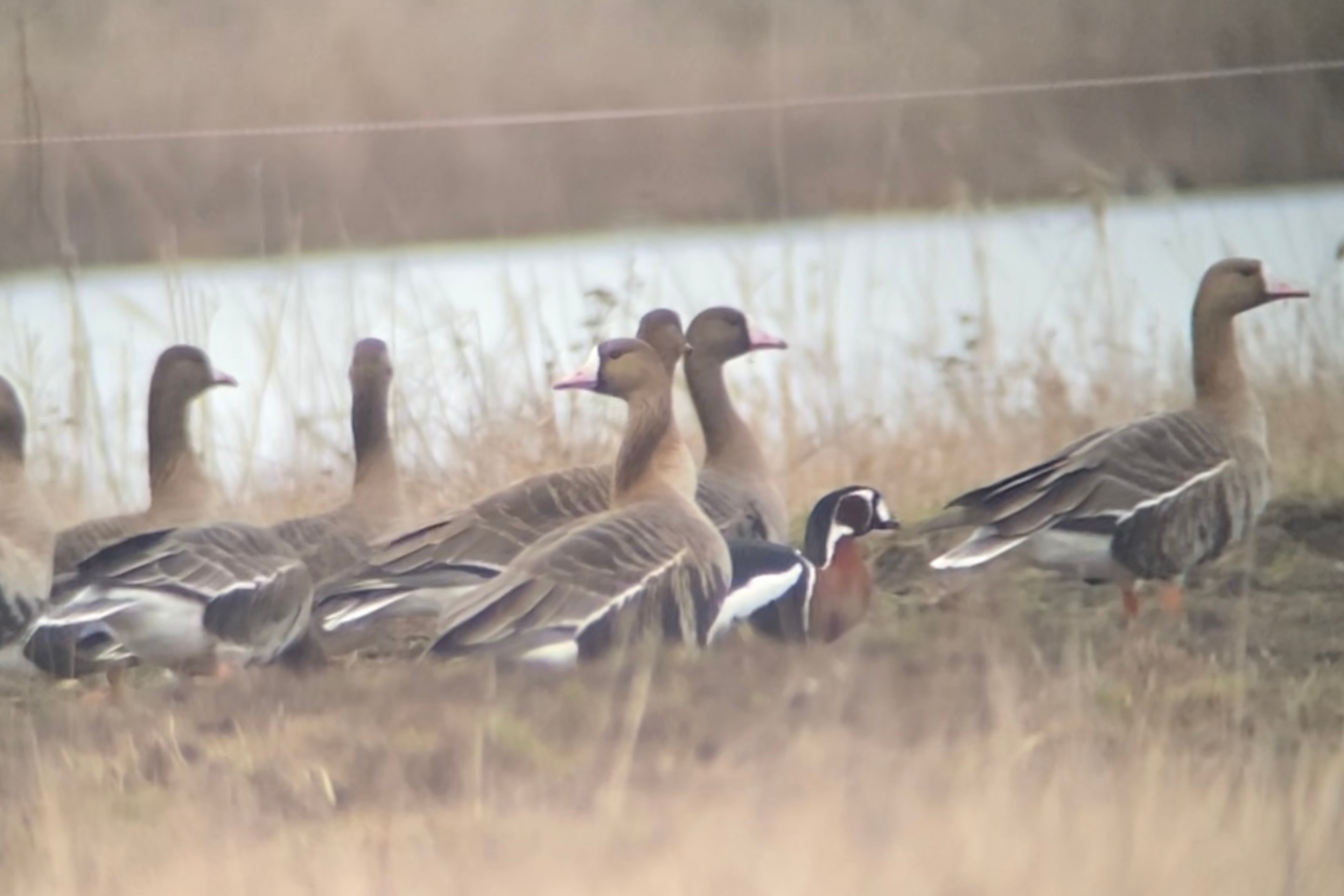 Eine Rothalsgans im Burgenland unter anderen Gänsen.