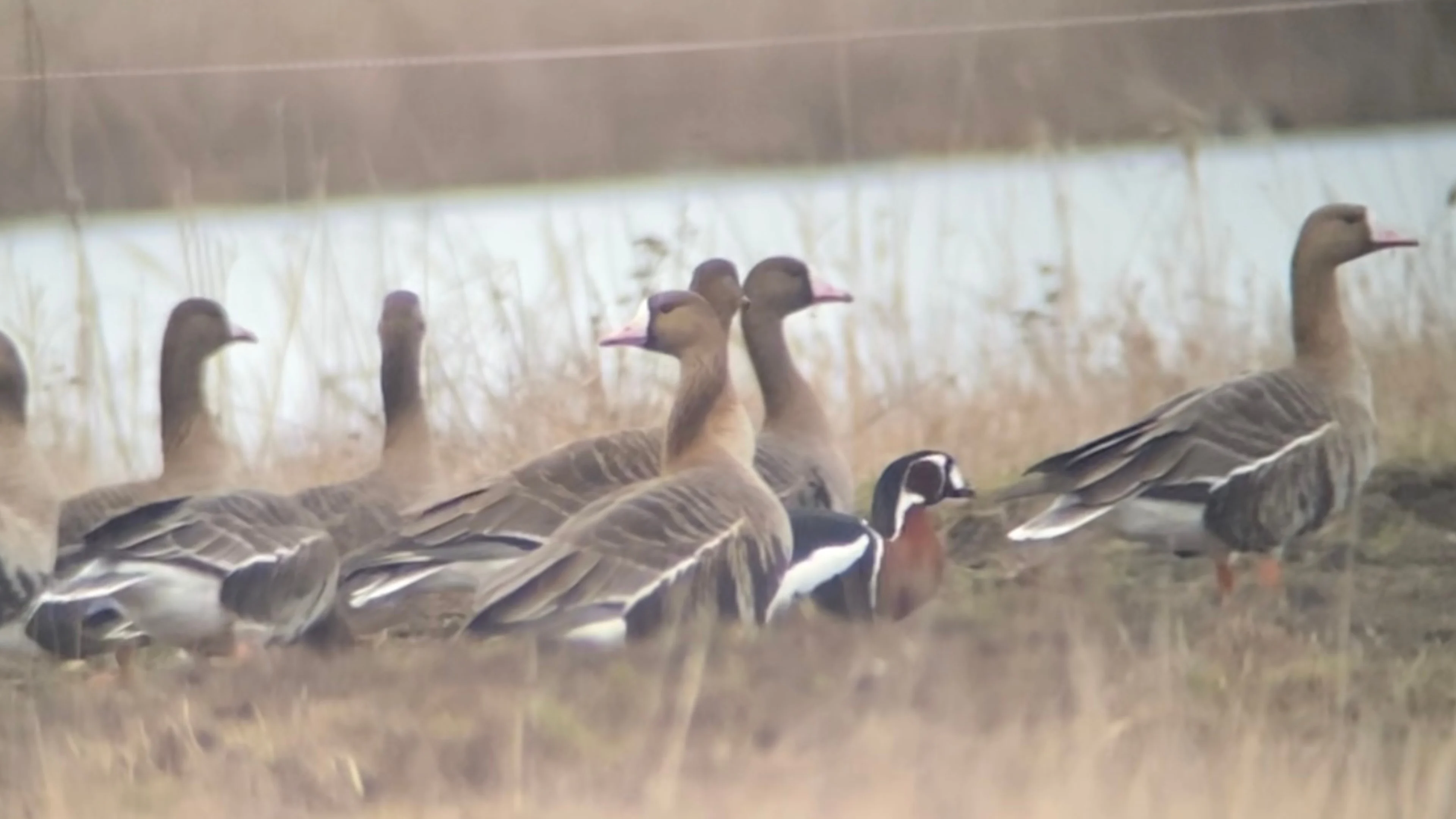 Eine Rothalsgans im Burgenland unter anderen Gänsen.
