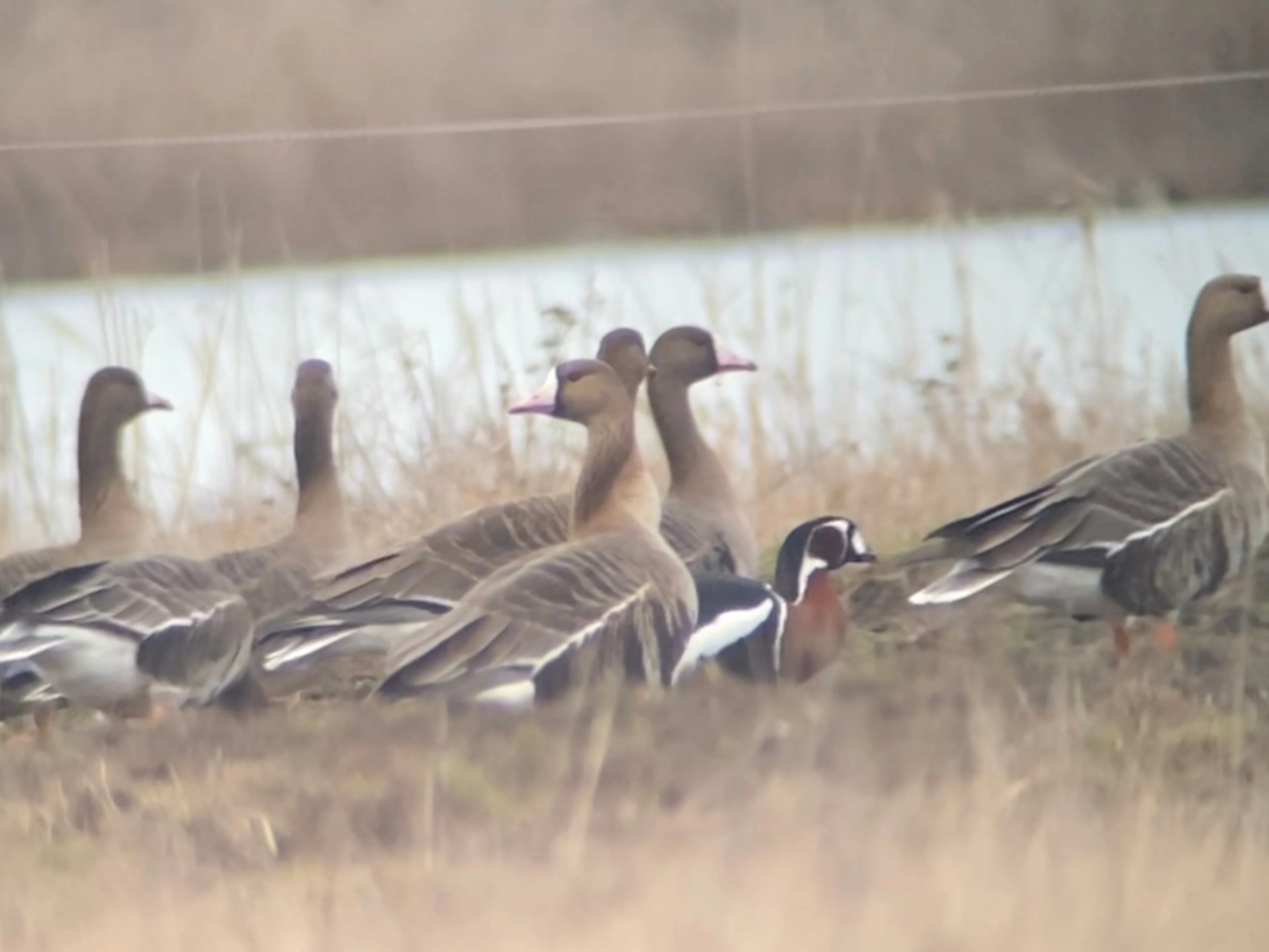 Eine Rothalsgans im Burgenland unter anderen Gänsen.