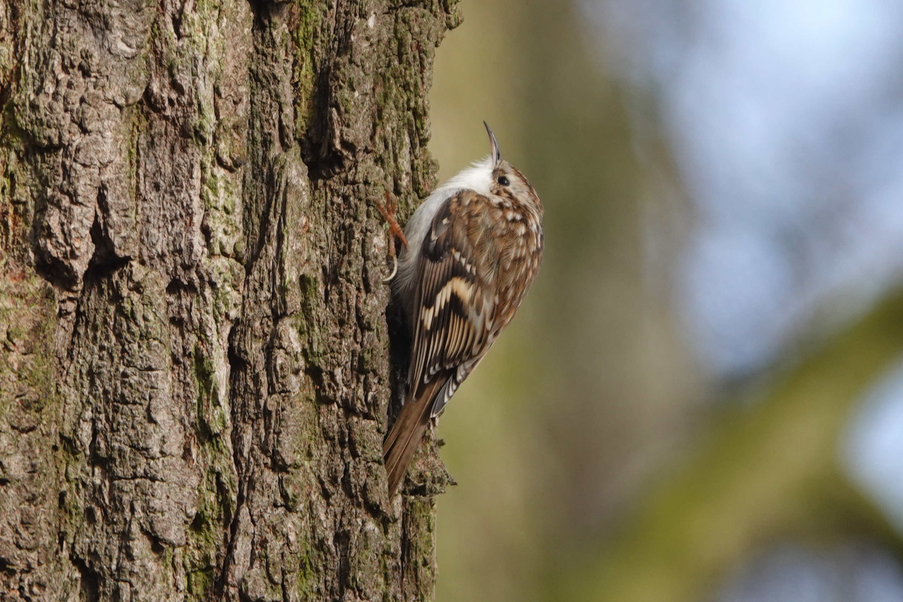 Ein Waldbaumläufer in einem Park.