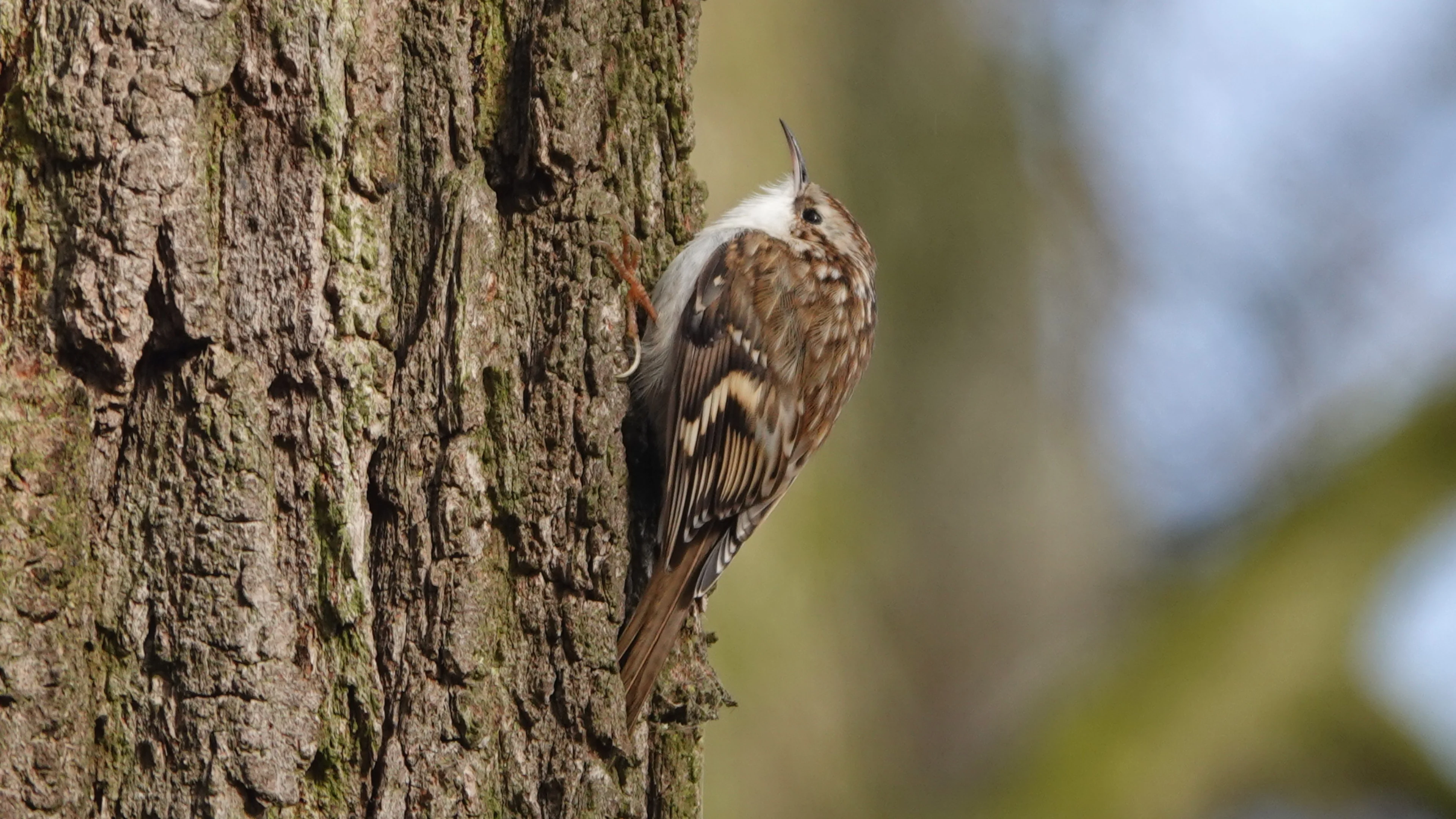 Ein Waldbaumläufer in einem Park.