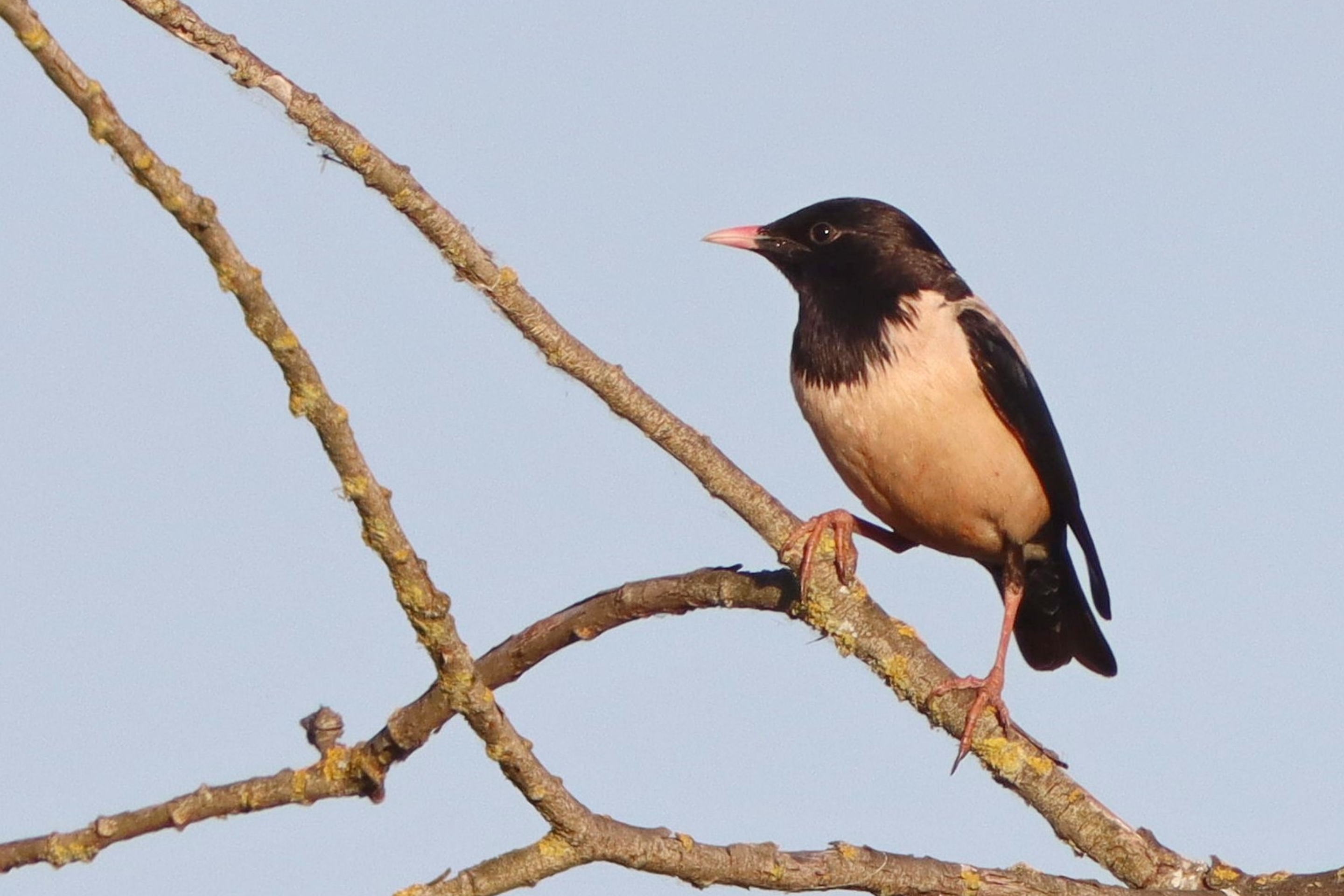 Der Rosenstar hat im Vergleich zum Star (Sturnus vulgaris) auch viel Weiß im Gefieder.