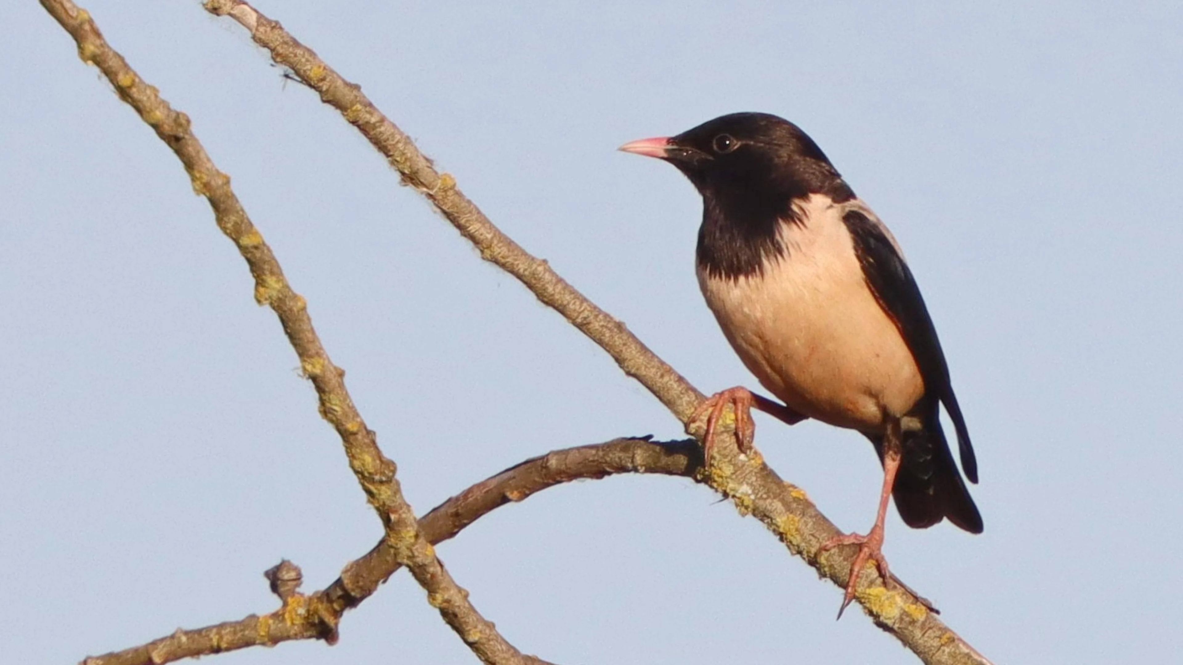 Der Rosenstar hat im Vergleich zum Star (Sturnus vulgaris) auch viel Weiß im Gefieder.