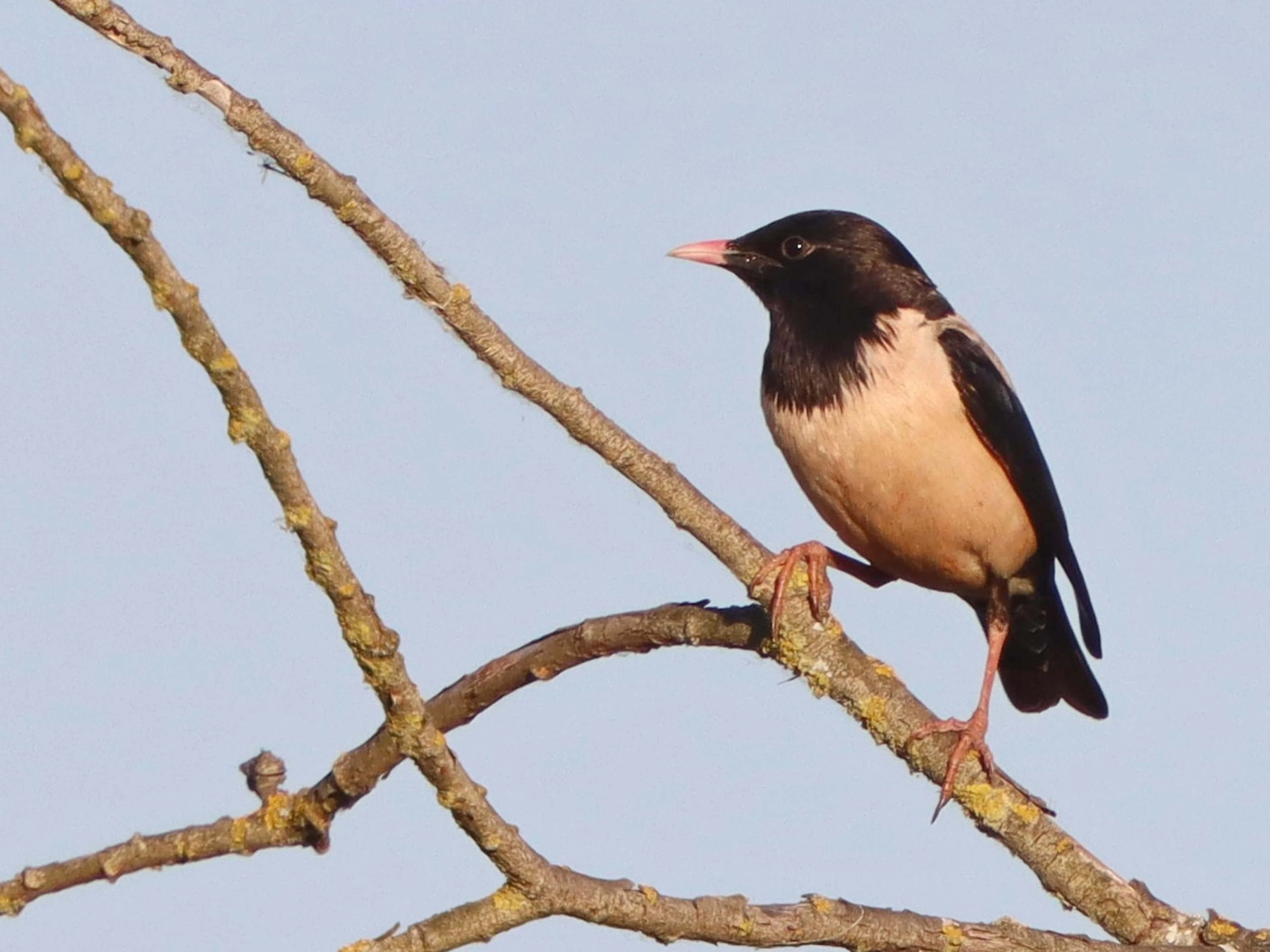 Der Rosenstar hat im Vergleich zum Star (Sturnus vulgaris) auch viel Weiß im Gefieder.
