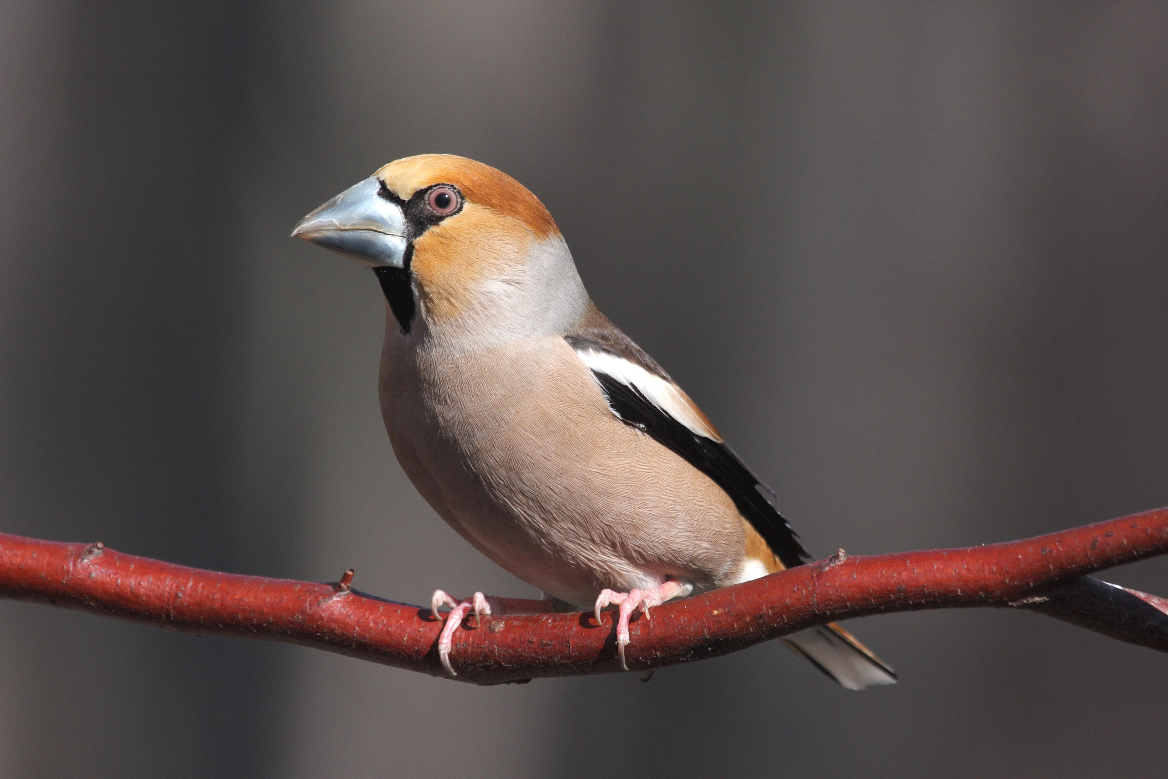 Ein Kernbeißer auf einem Ast.