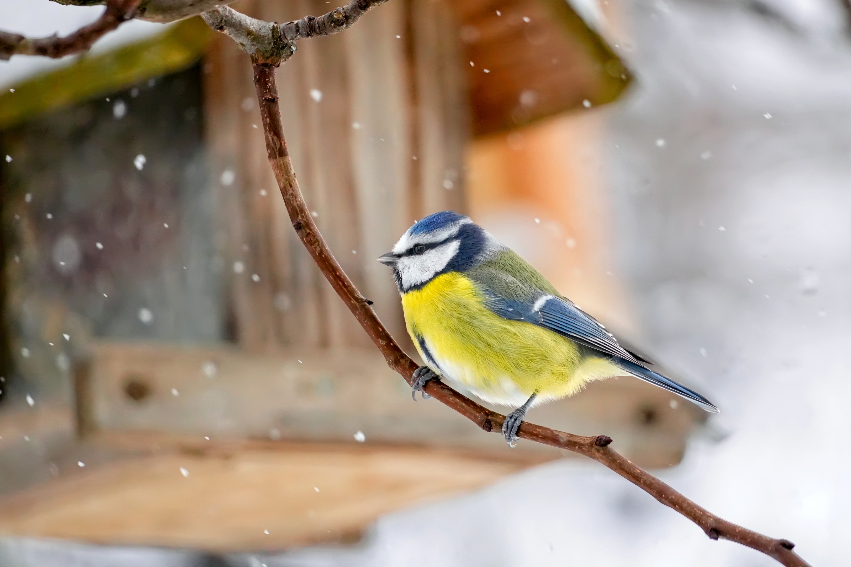 Eine Blaumeise vor einem Futterhaus im Schneetreiben.