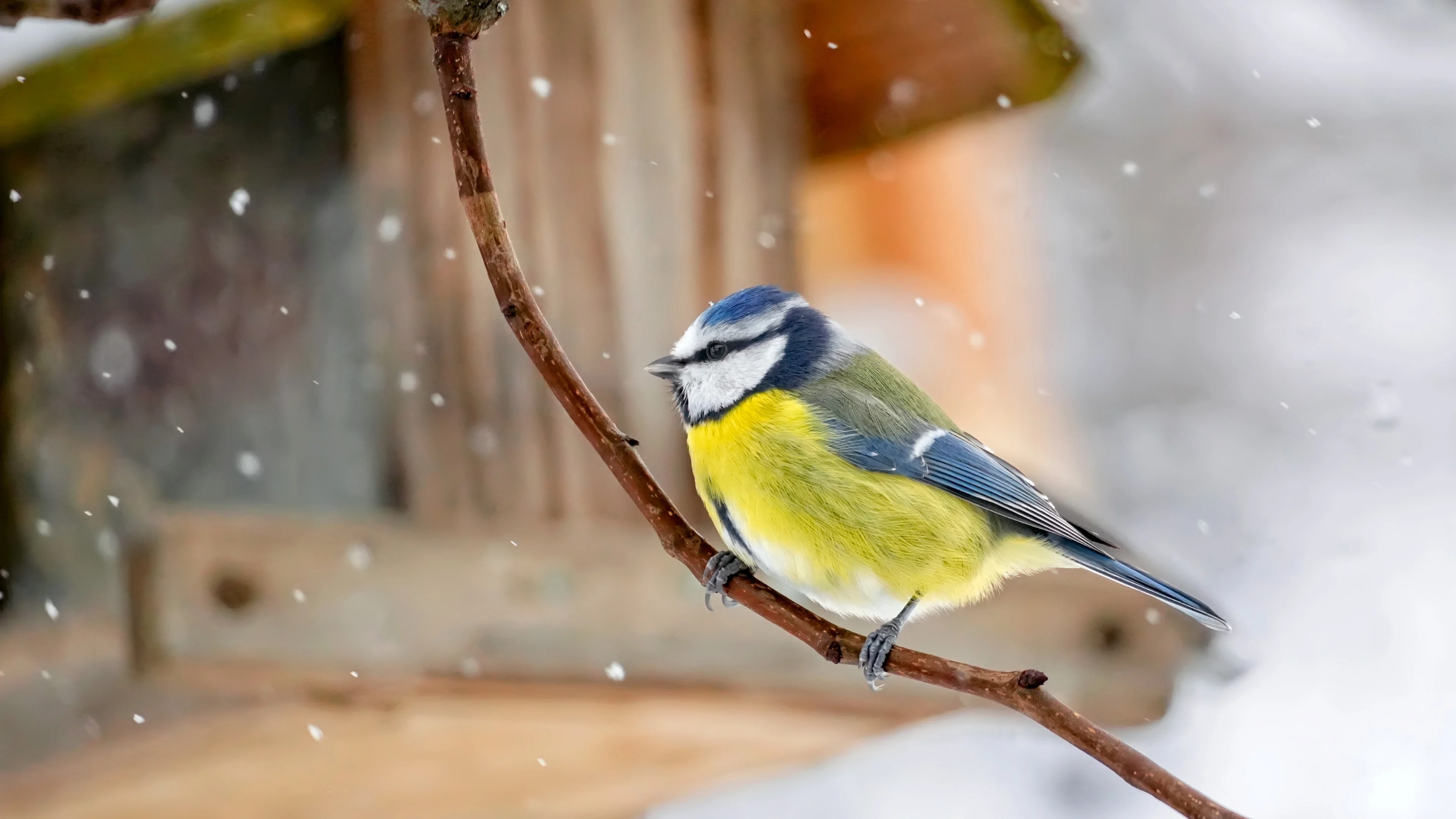 Eine Blaumeise vor einem Futterhaus im Schneetreiben.