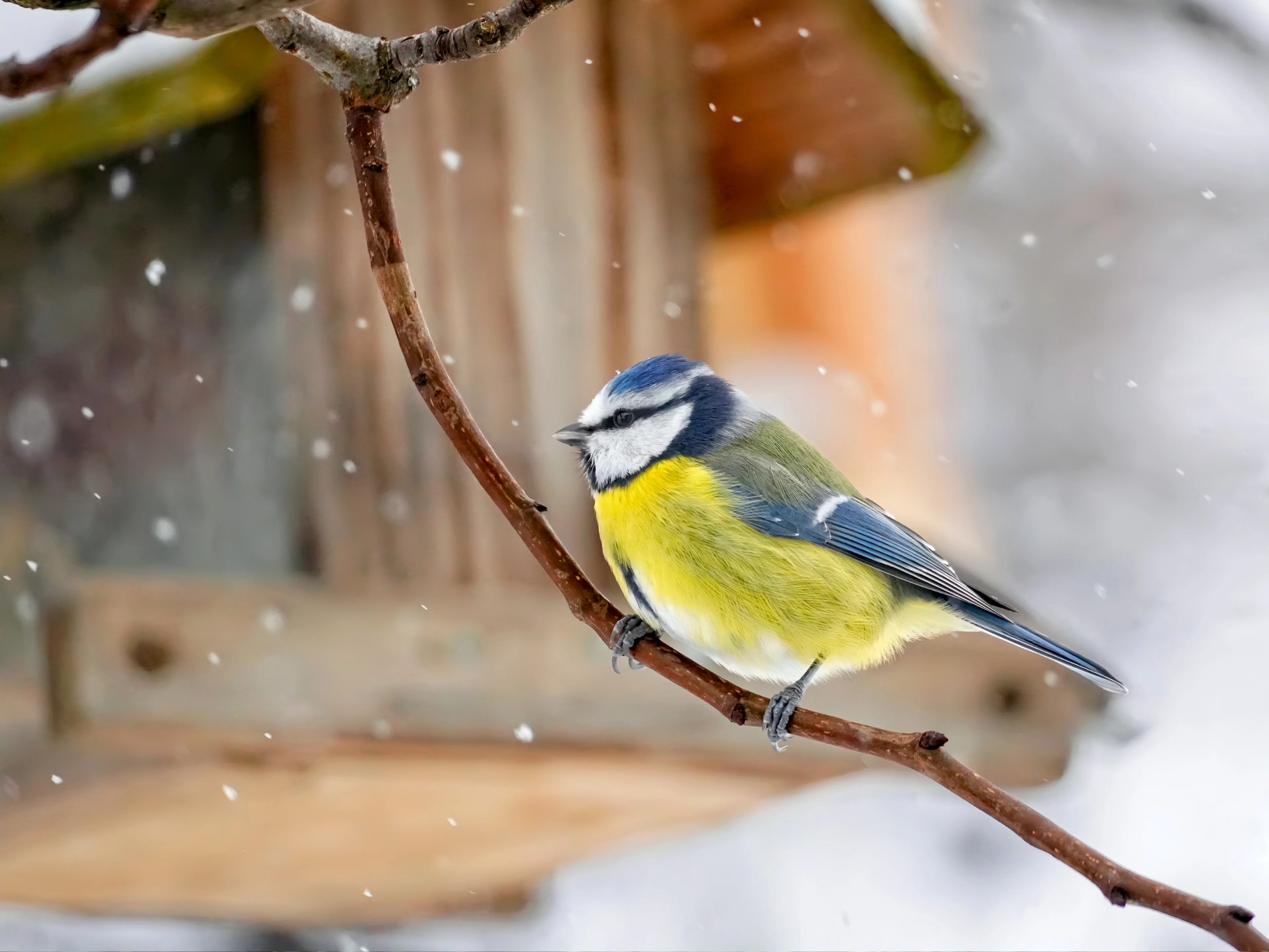 Eine Blaumeise vor einem Futterhaus im Schneetreiben.