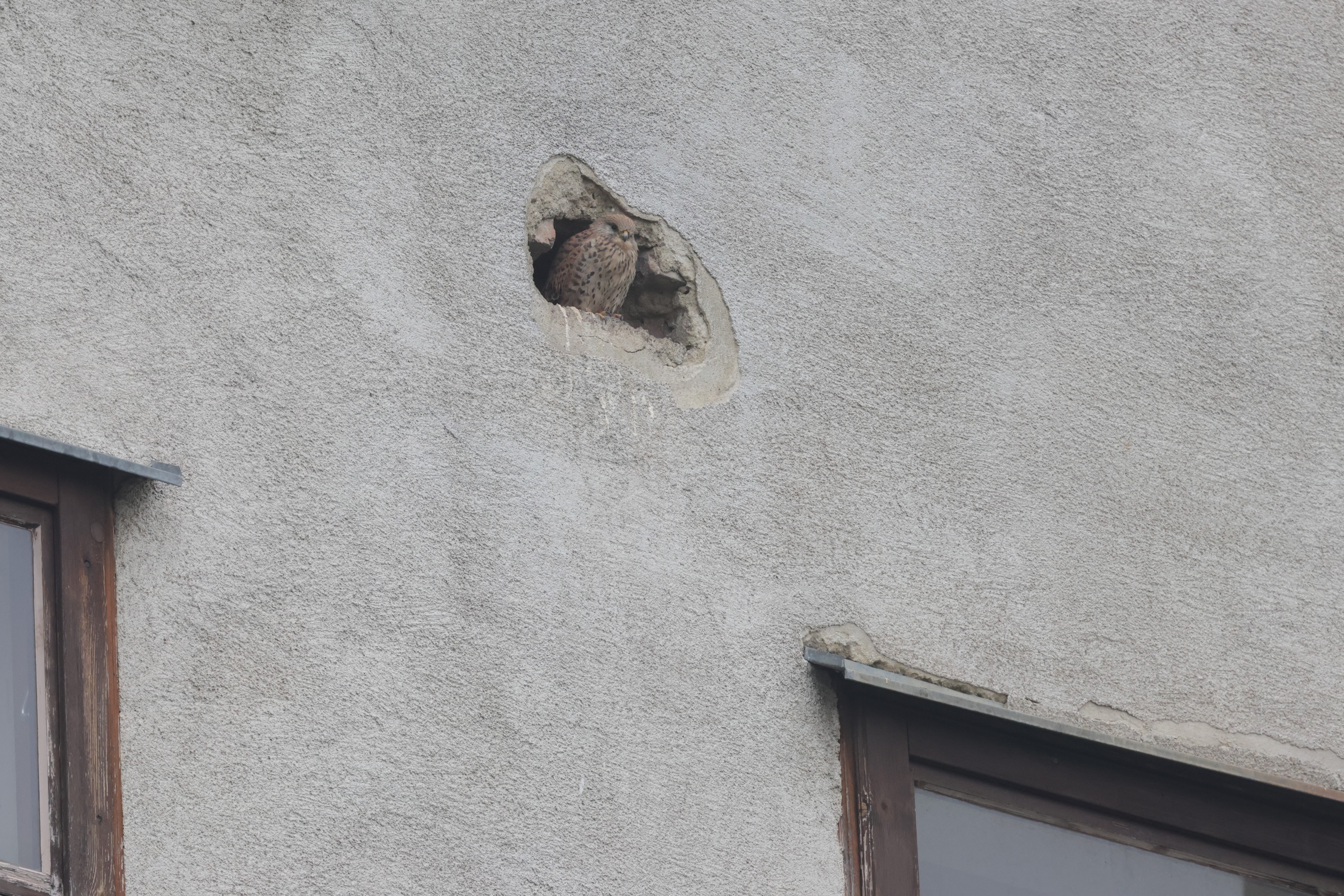 Turmfalke vor vermeintlicher Bruthöhle. 