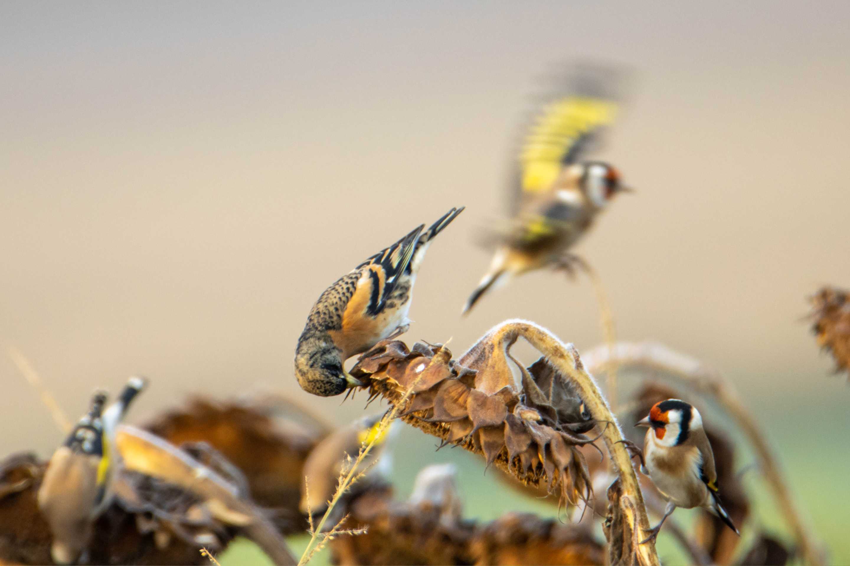 Stieglitze und Bergfinken auf Sonnenblumen im Garten.