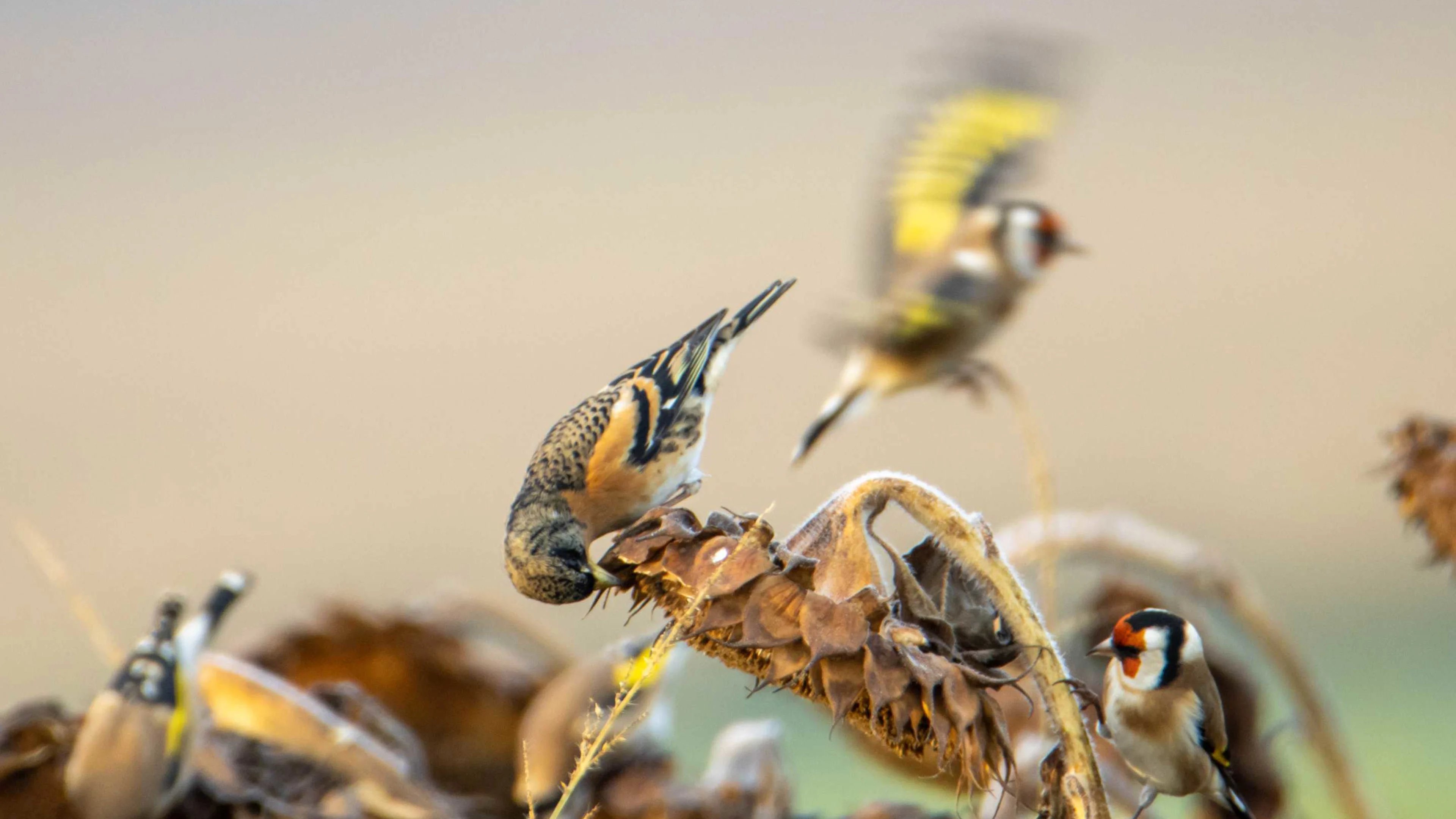 Stieglitze und Bergfinken auf Sonnenblumen im Garten.