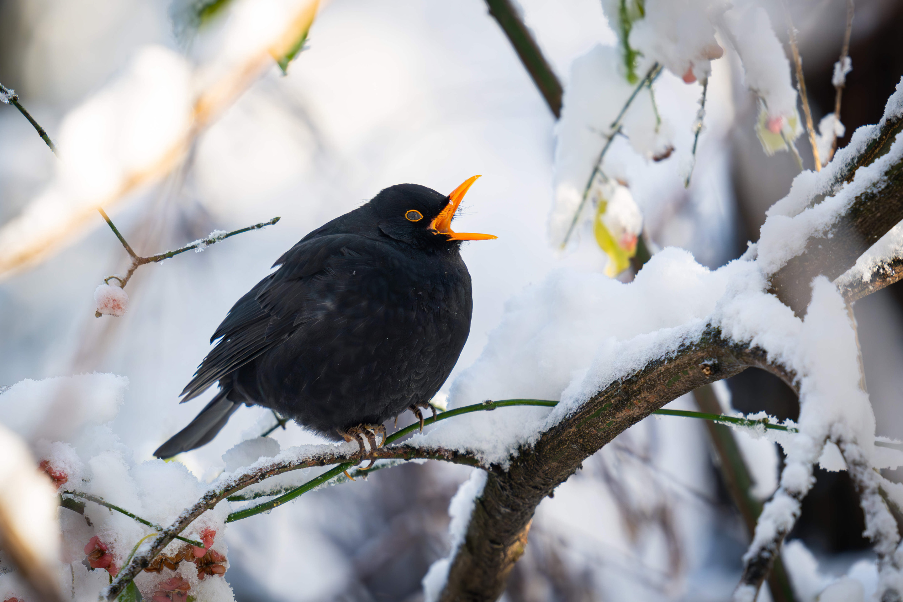 Ein Amsel-Männchen im Winter.