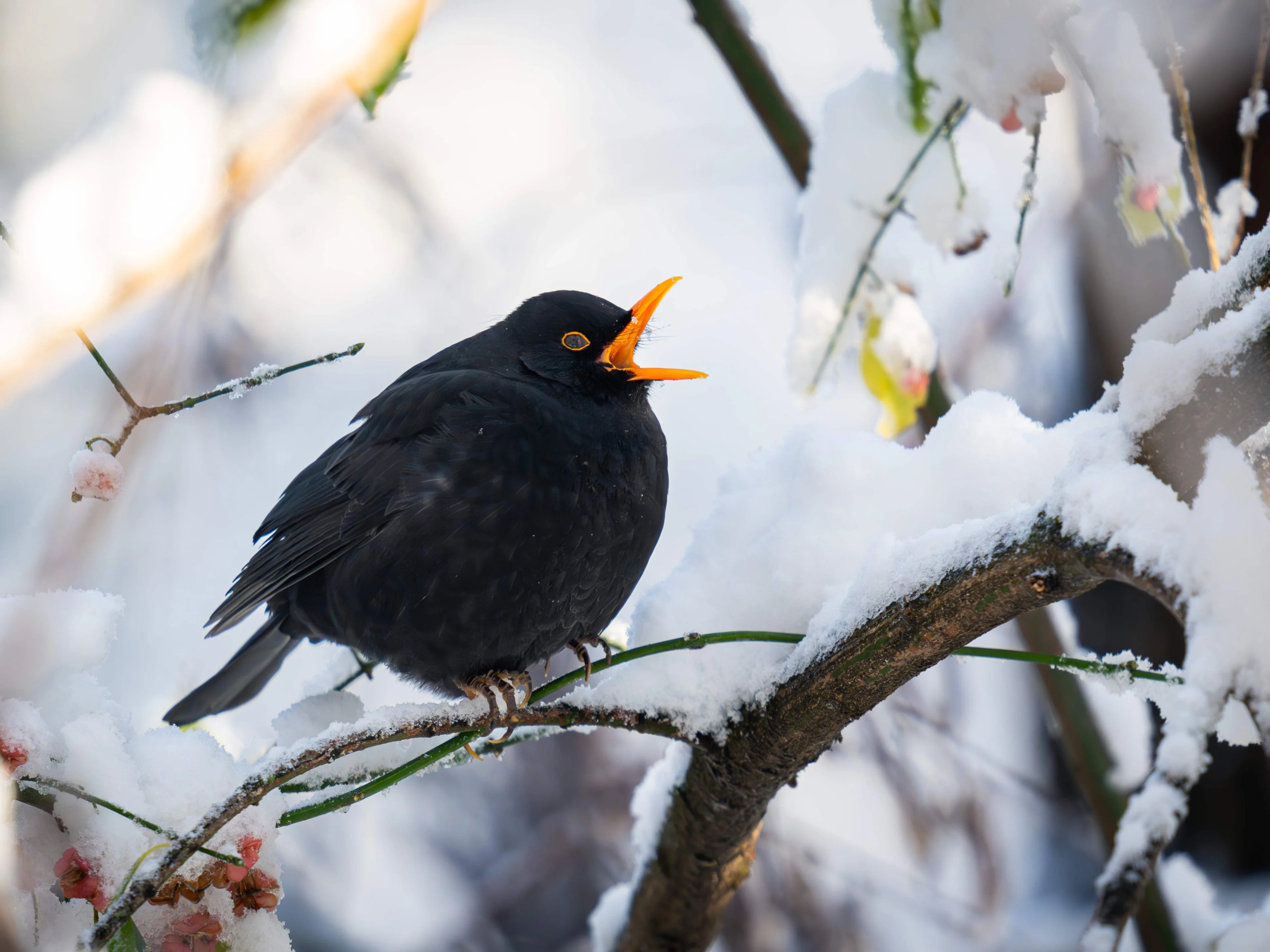 Ein Amsel-Männchen im Winter.