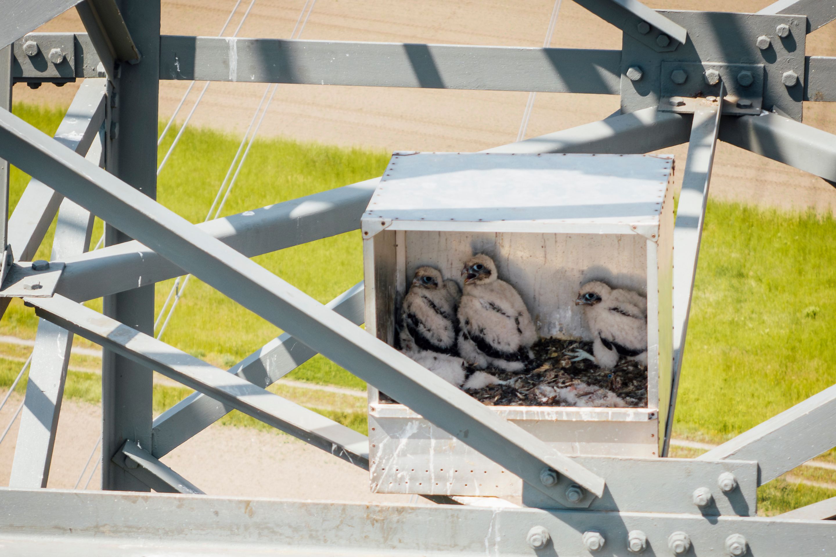 Falken-Küken in einer APG-Nisthilfe auf einem Strommasten.