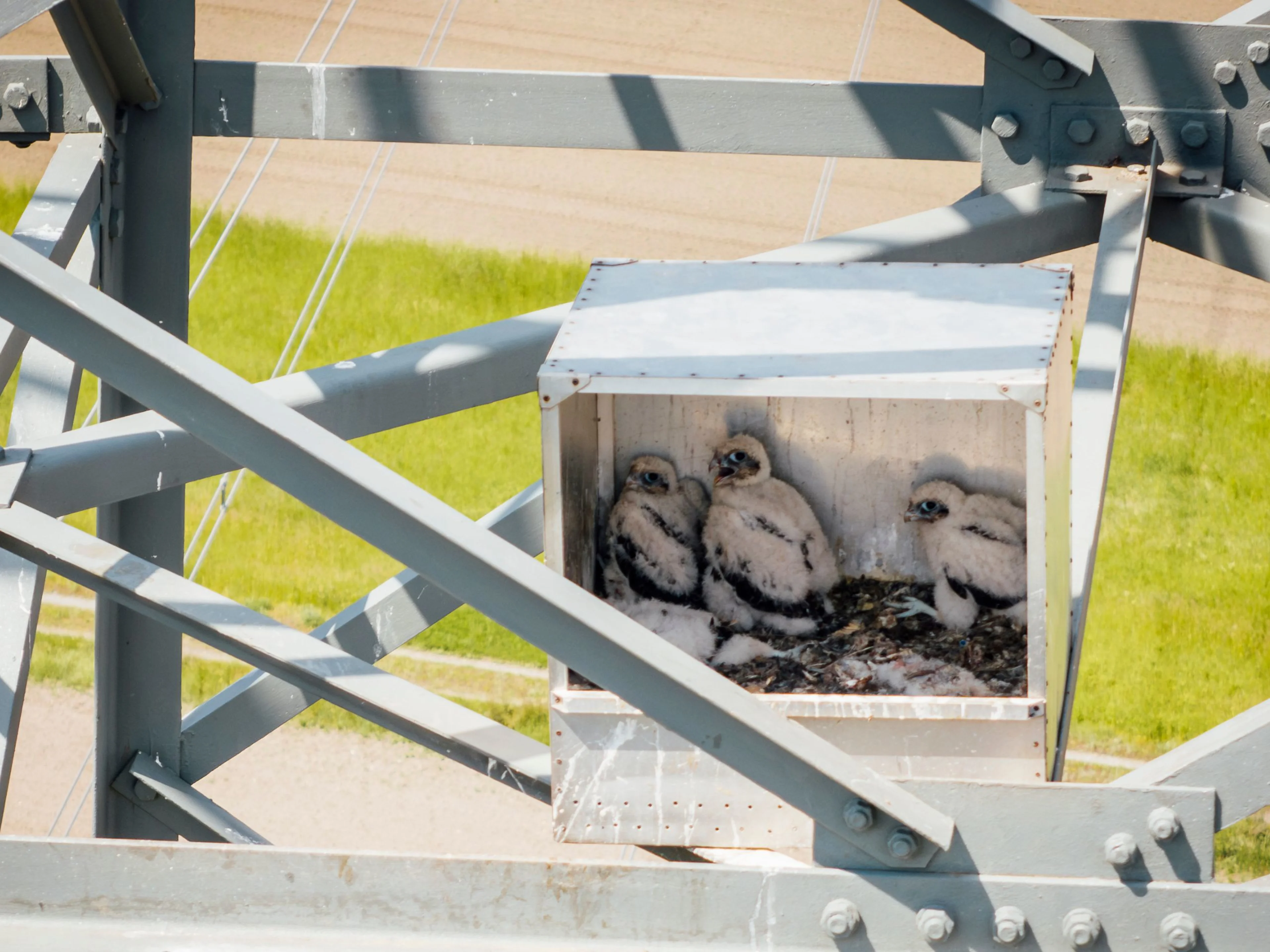 Falken-Küken in einer APG-Nisthilfe auf einem Strommasten.