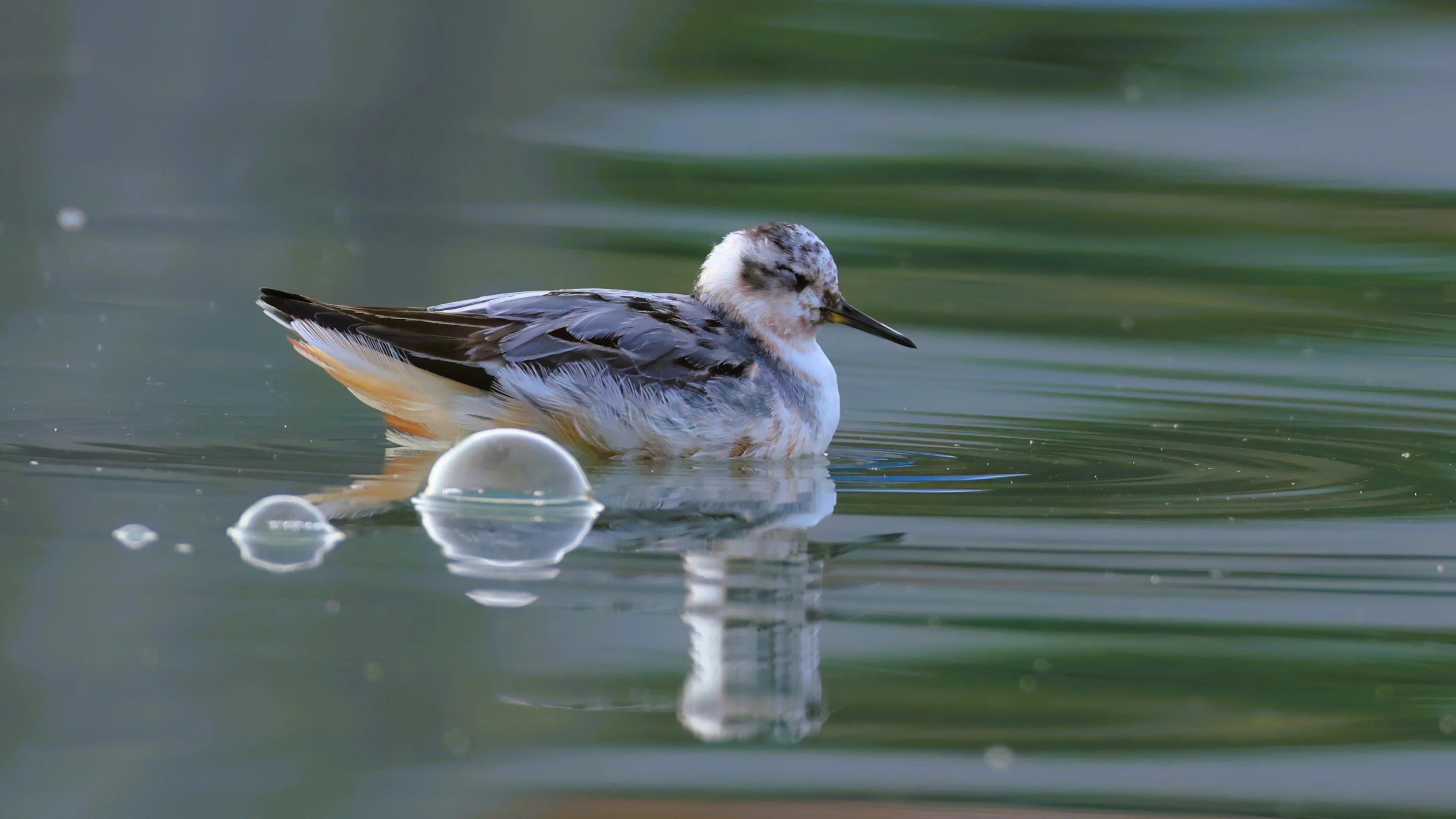 Ein Thorshühnchen zu Besuch am Erlaufsee.