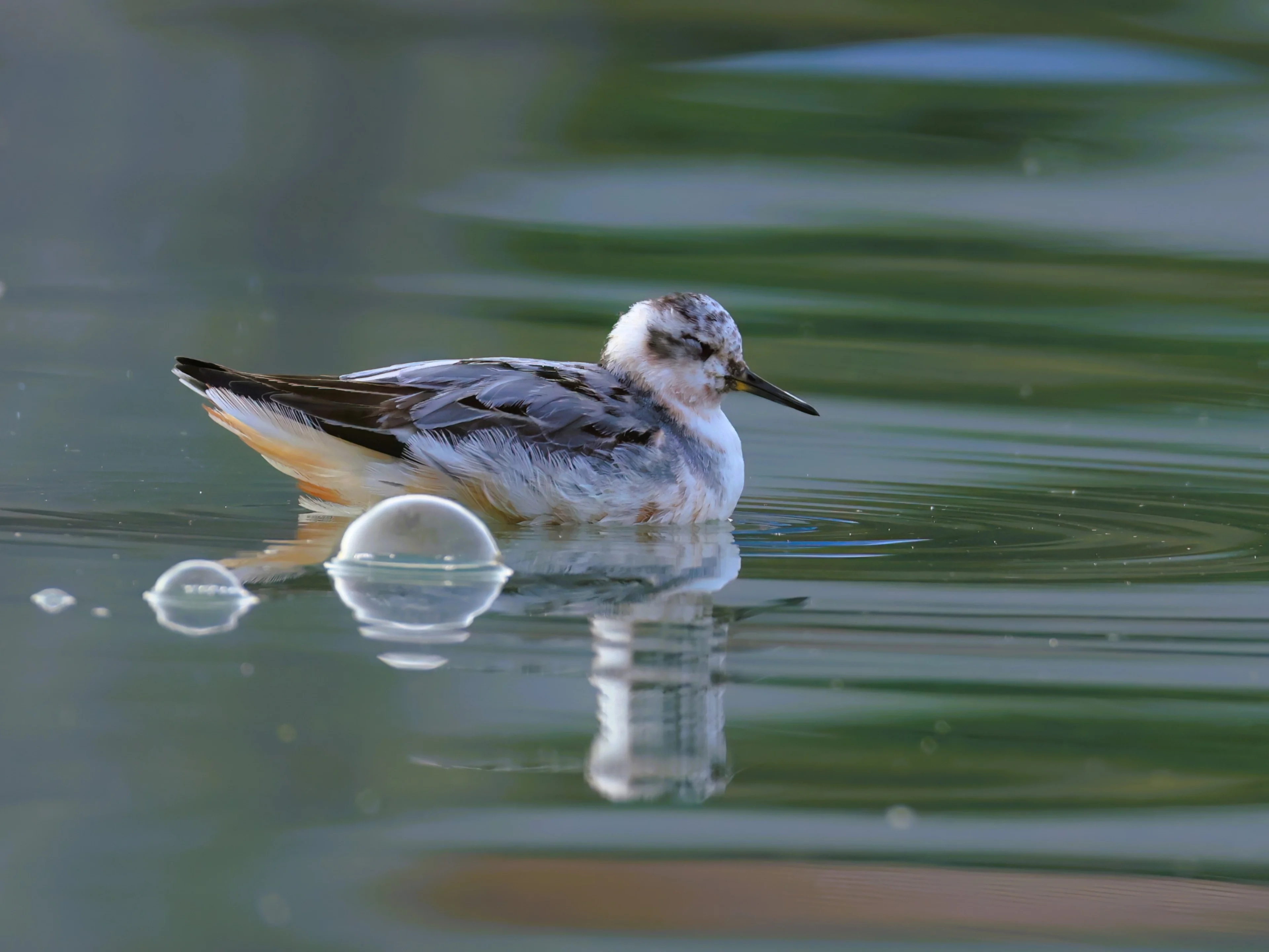 Ein Thorshühnchen zu Besuch am Erlaufsee.