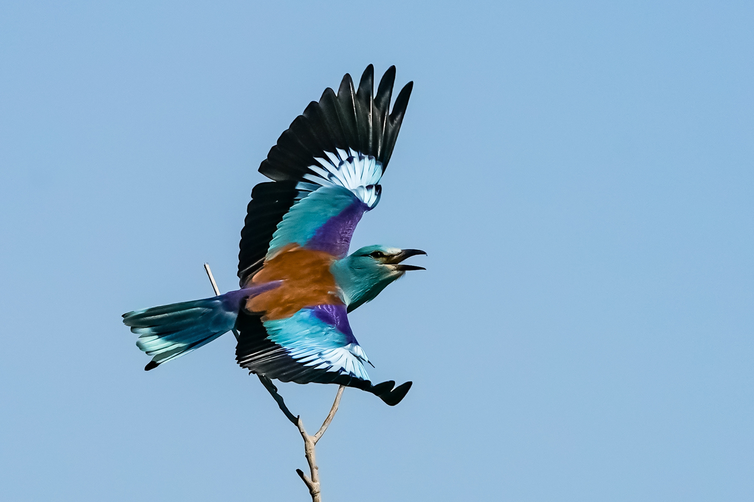 Eine Blauracke fliegt vor blauem Himmel.