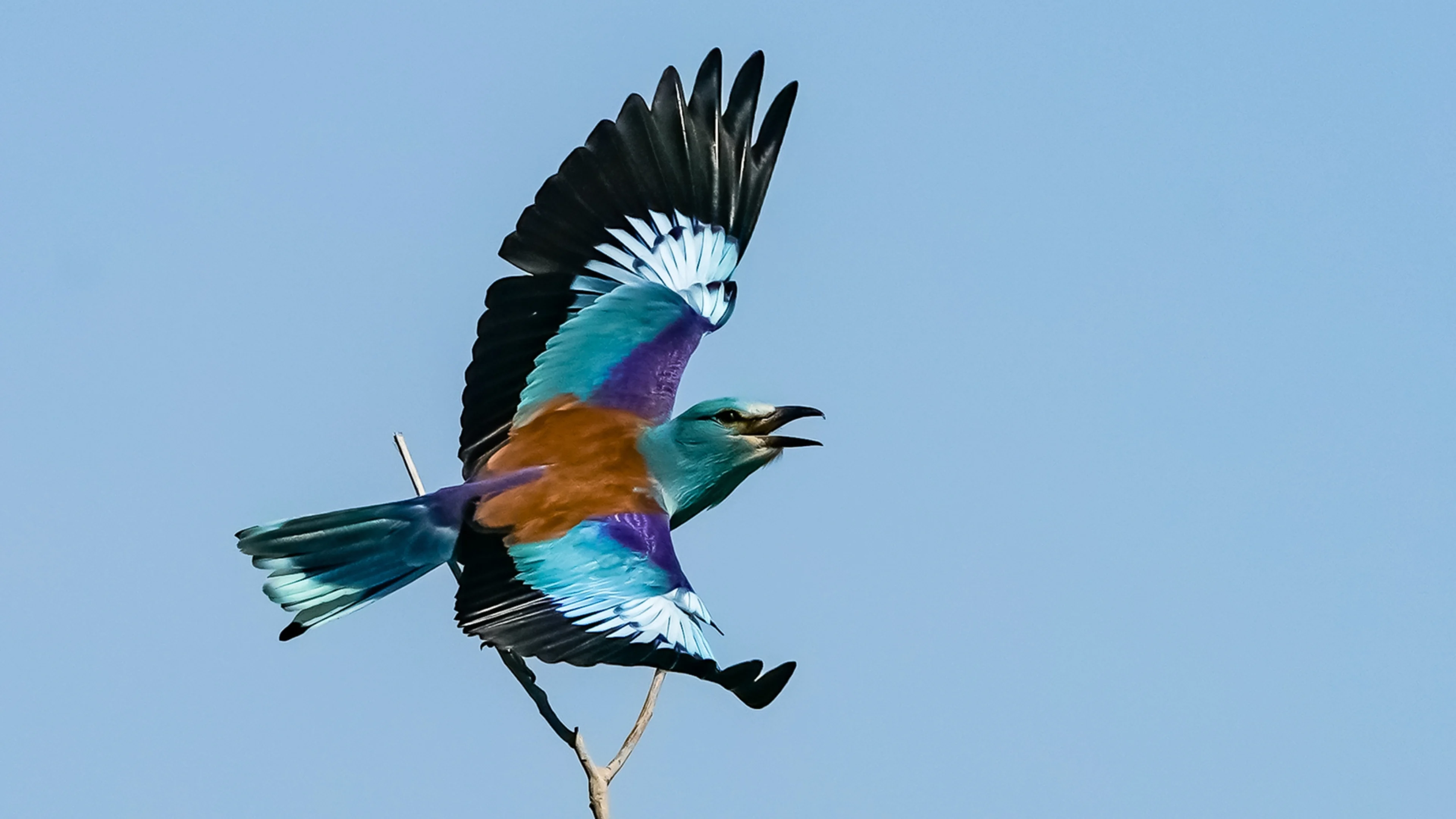 Eine Blauracke fliegt vor blauem Himmel.