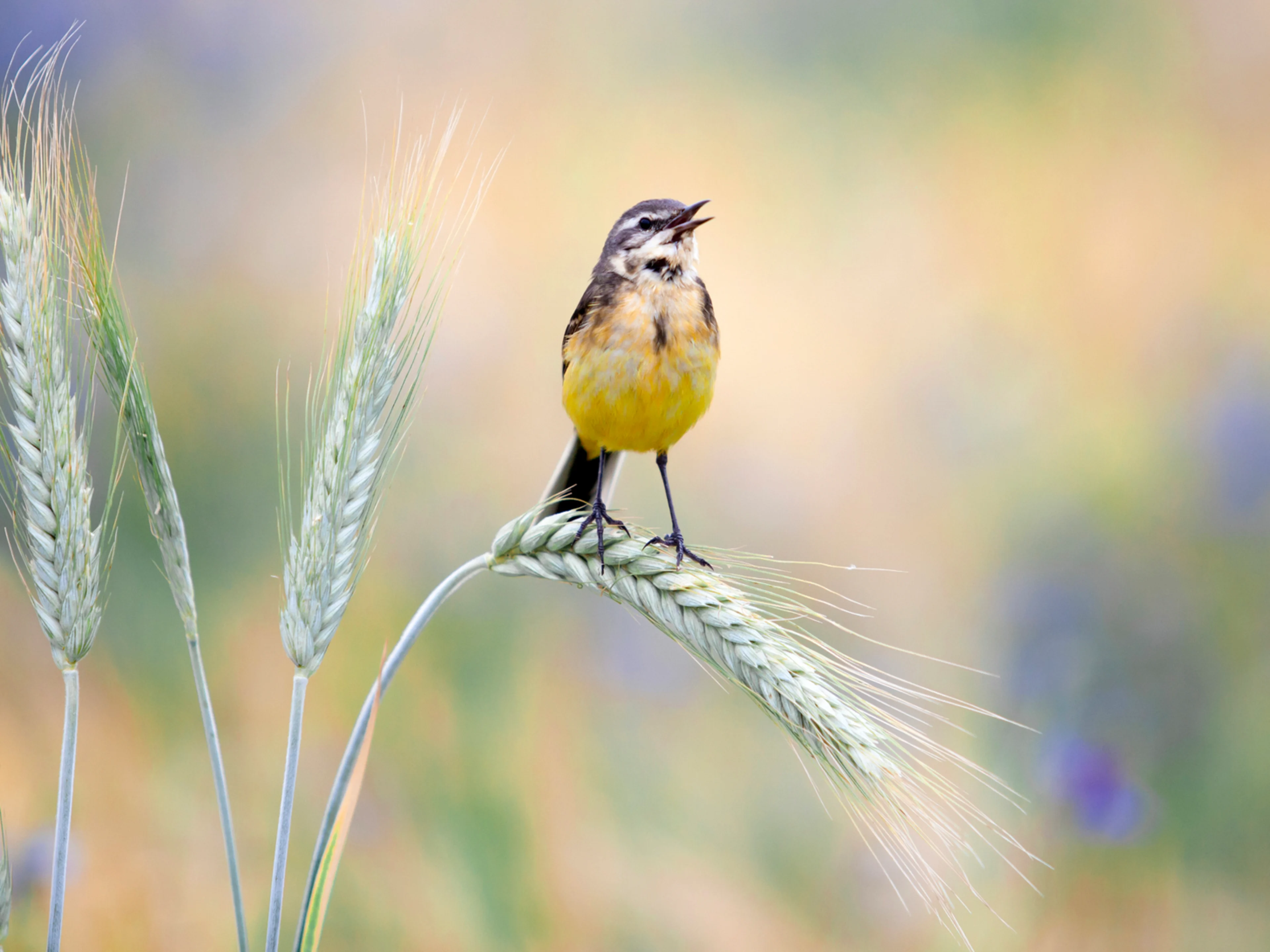 Eine Schafstelze im Getreidefeld.
