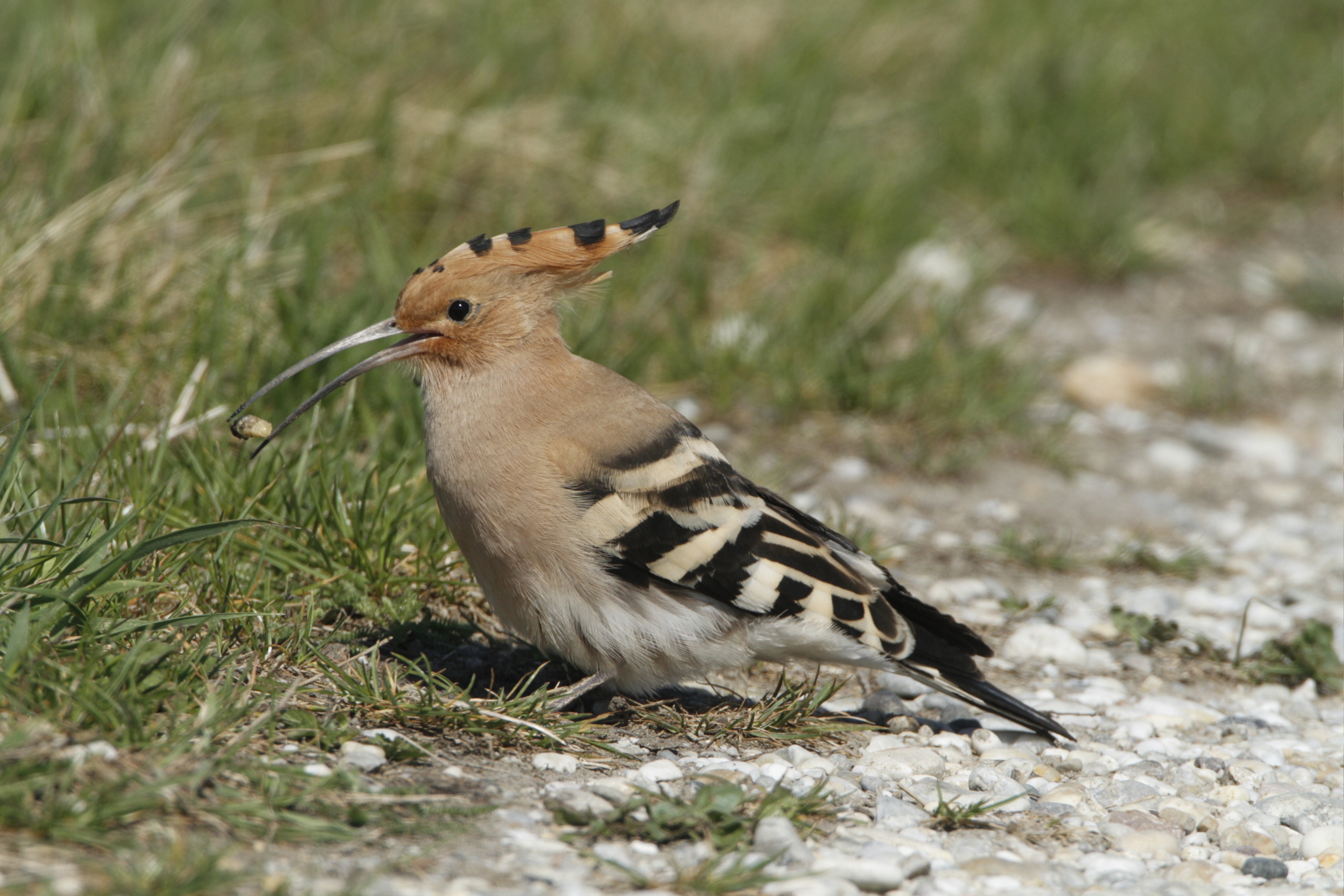 Ein Wiedehopf bei der Nahrungssuche.
