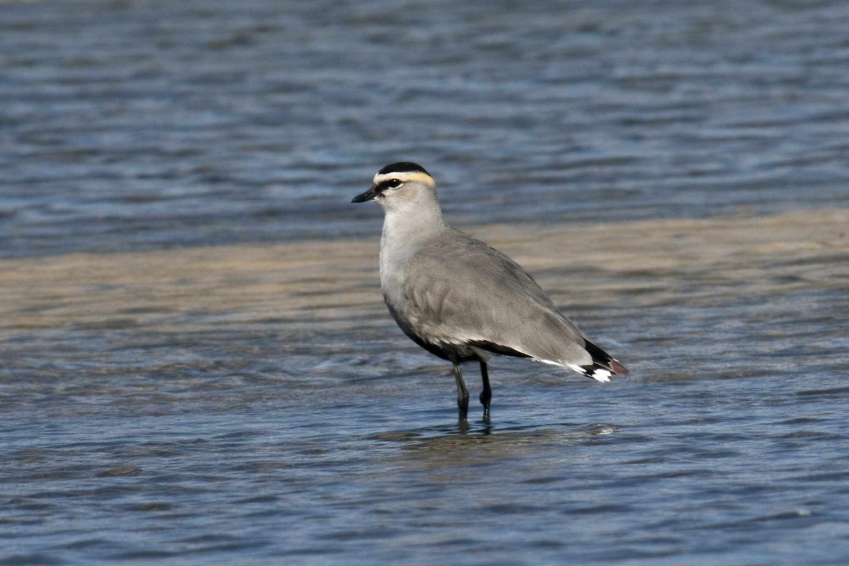 Ein Steppenkiebitz zu Besuch am Unteren Inn.