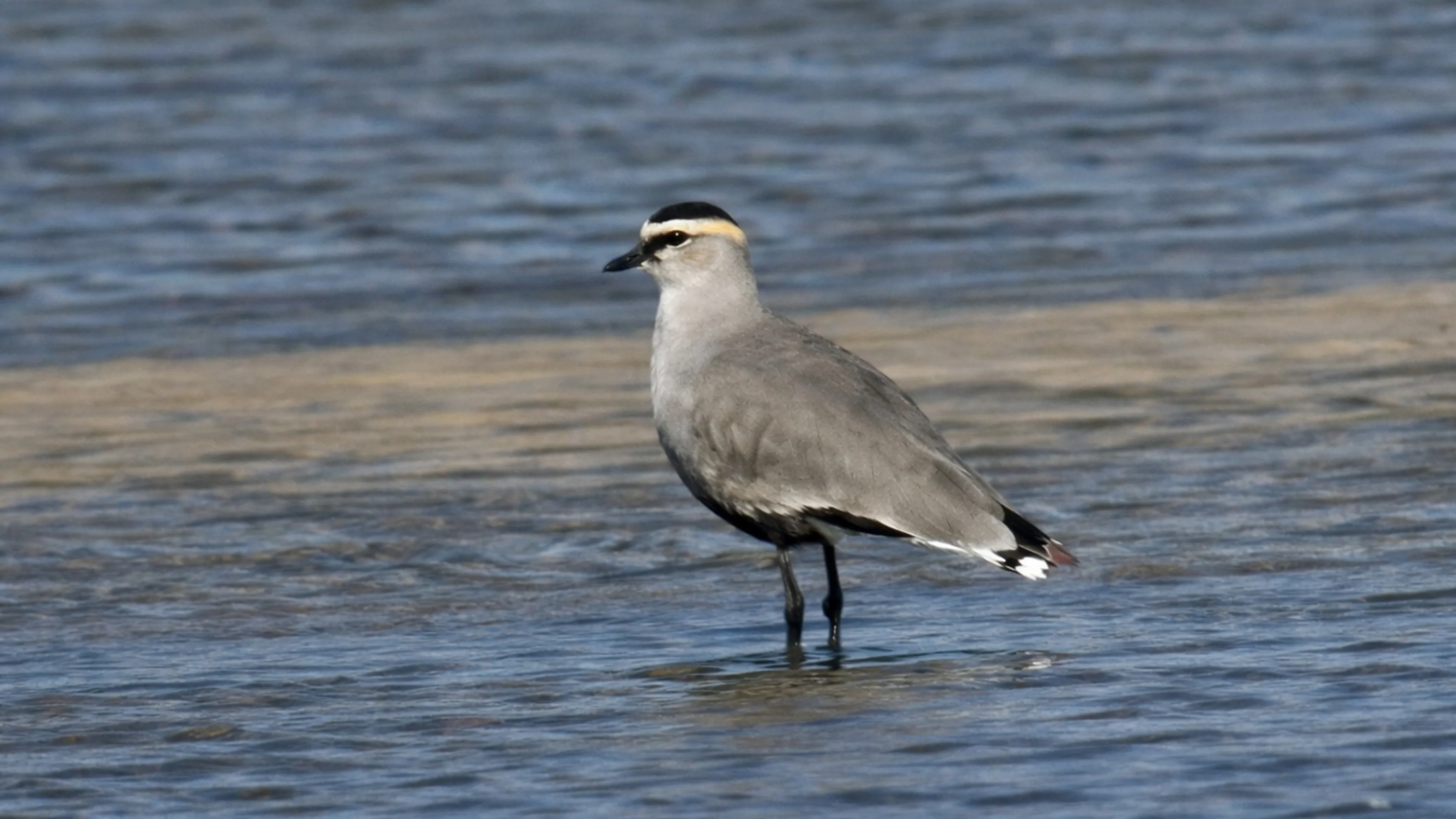Ein Steppenkiebitz zu Besuch am Unteren Inn.
