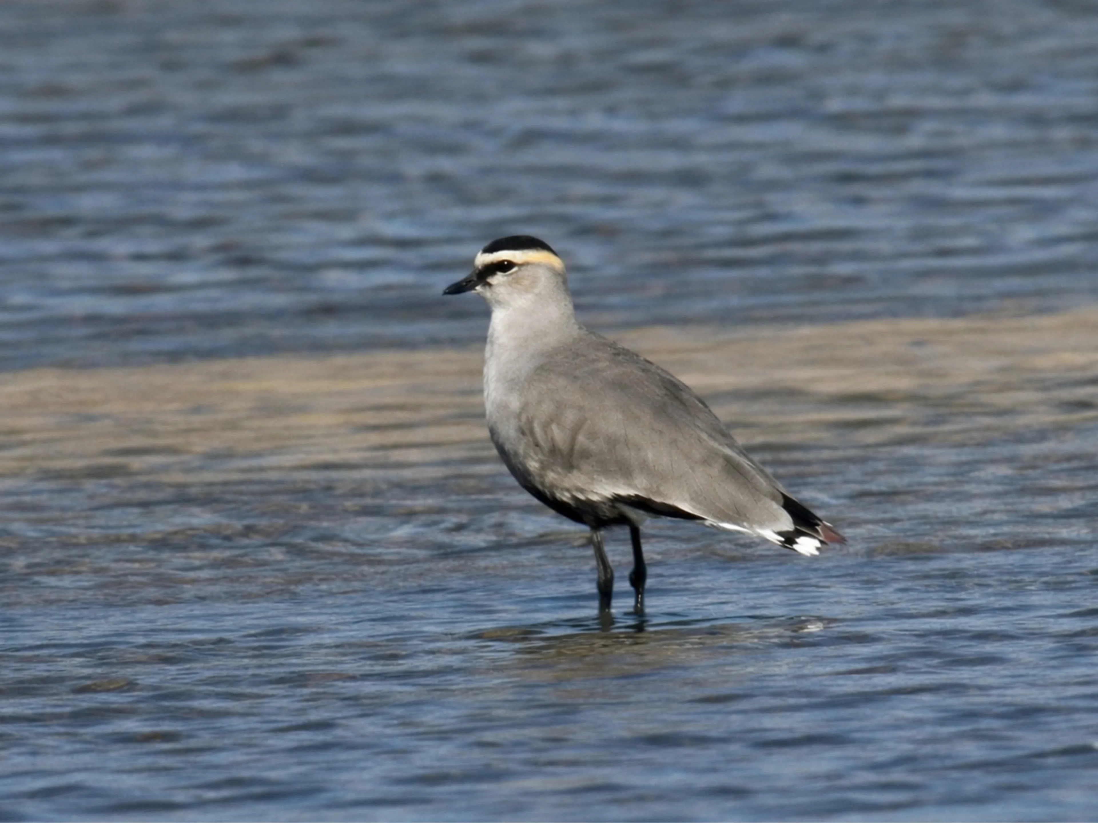 Ein Steppenkiebitz zu Besuch am Unteren Inn.