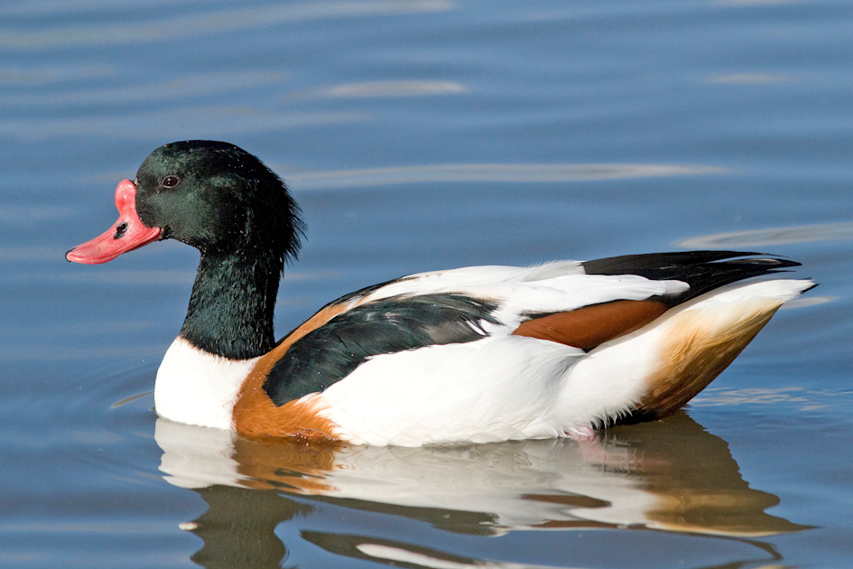 Brandgans (Tadorna tadorna)