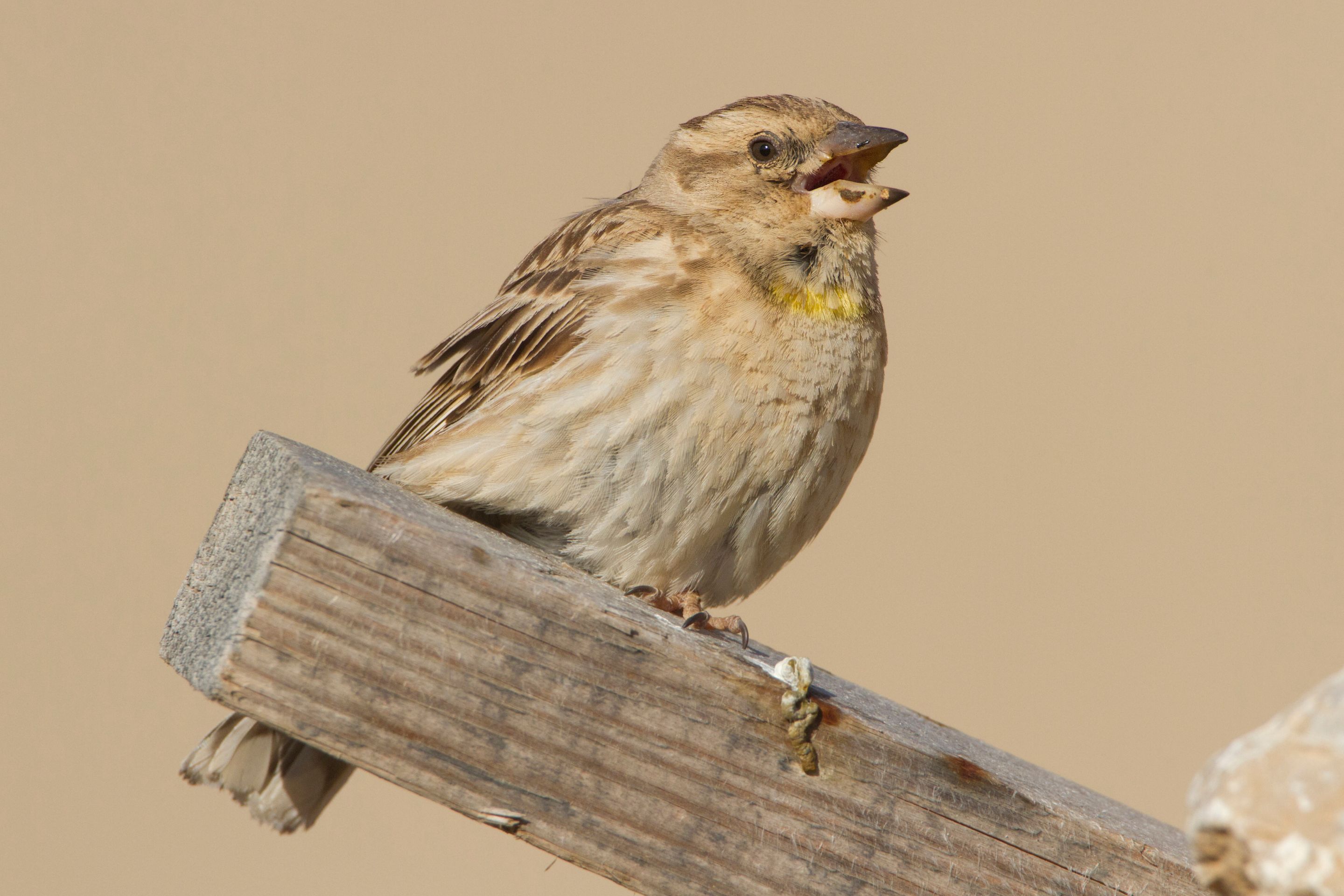 Ein Steinsperling in der Türkei.