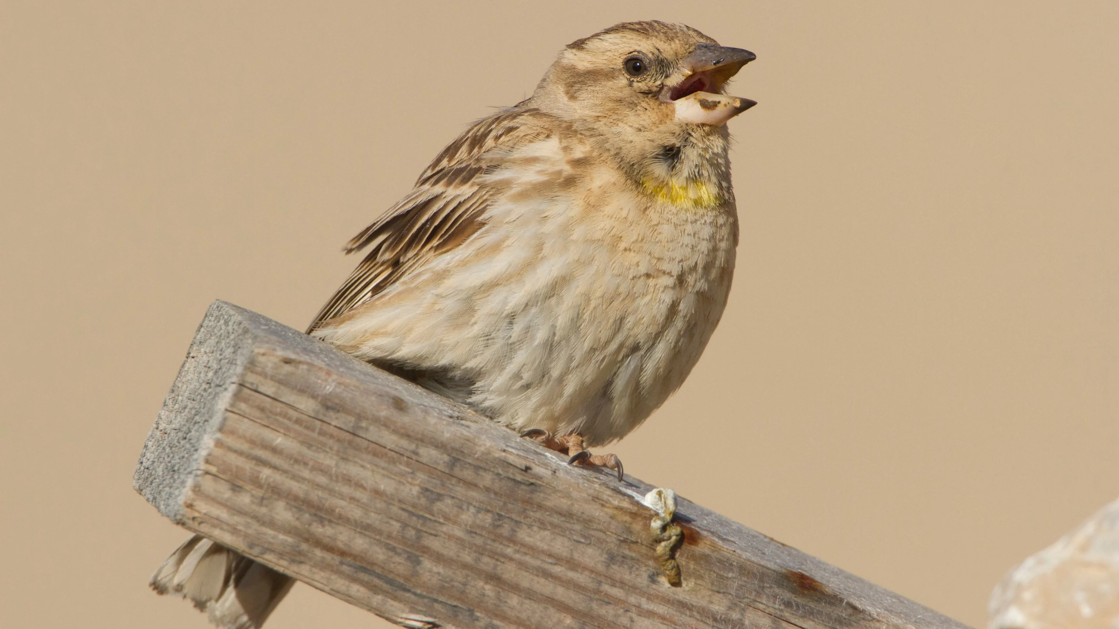 Ein Steinsperling in der Türkei.
