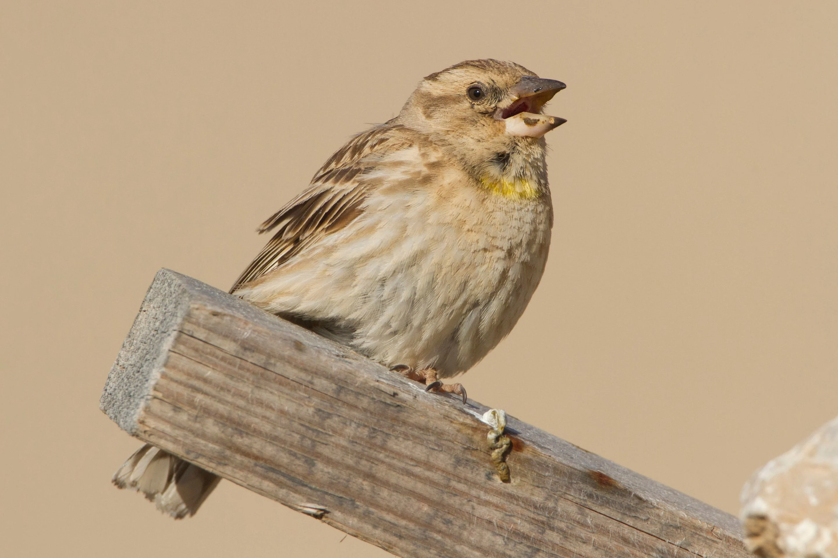Ein Steinsperling in der Türkei.