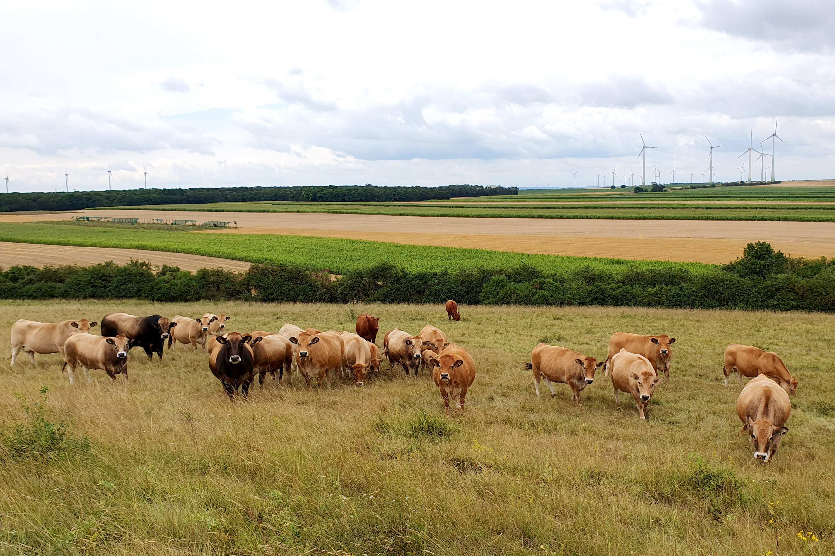 Kühe auf einer extensiven strukturreichen Weide in Zurndorf/Burgenland.