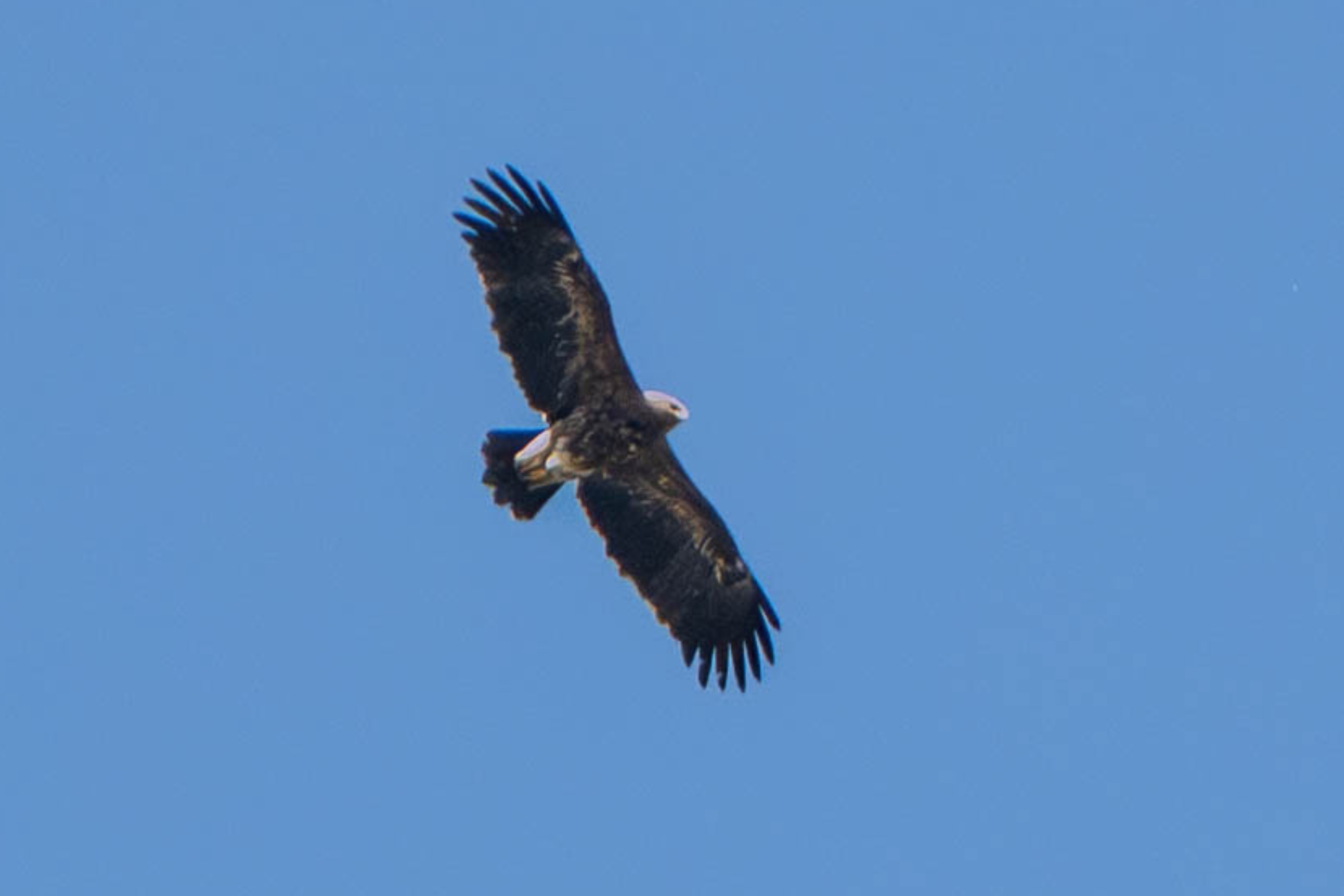 Ein Schreiadler auf Abwegen in Oberösterreich,