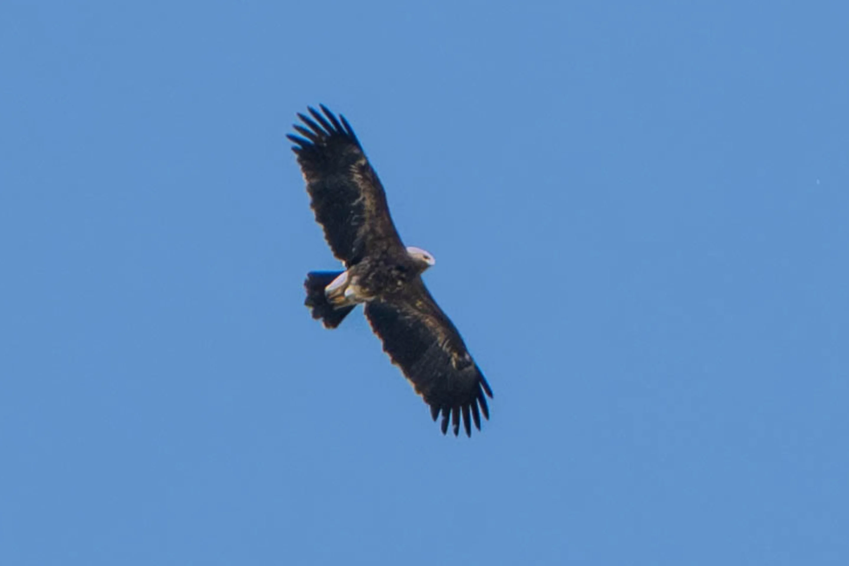 Ein Schreiadler auf Abwegen in Oberösterreich,