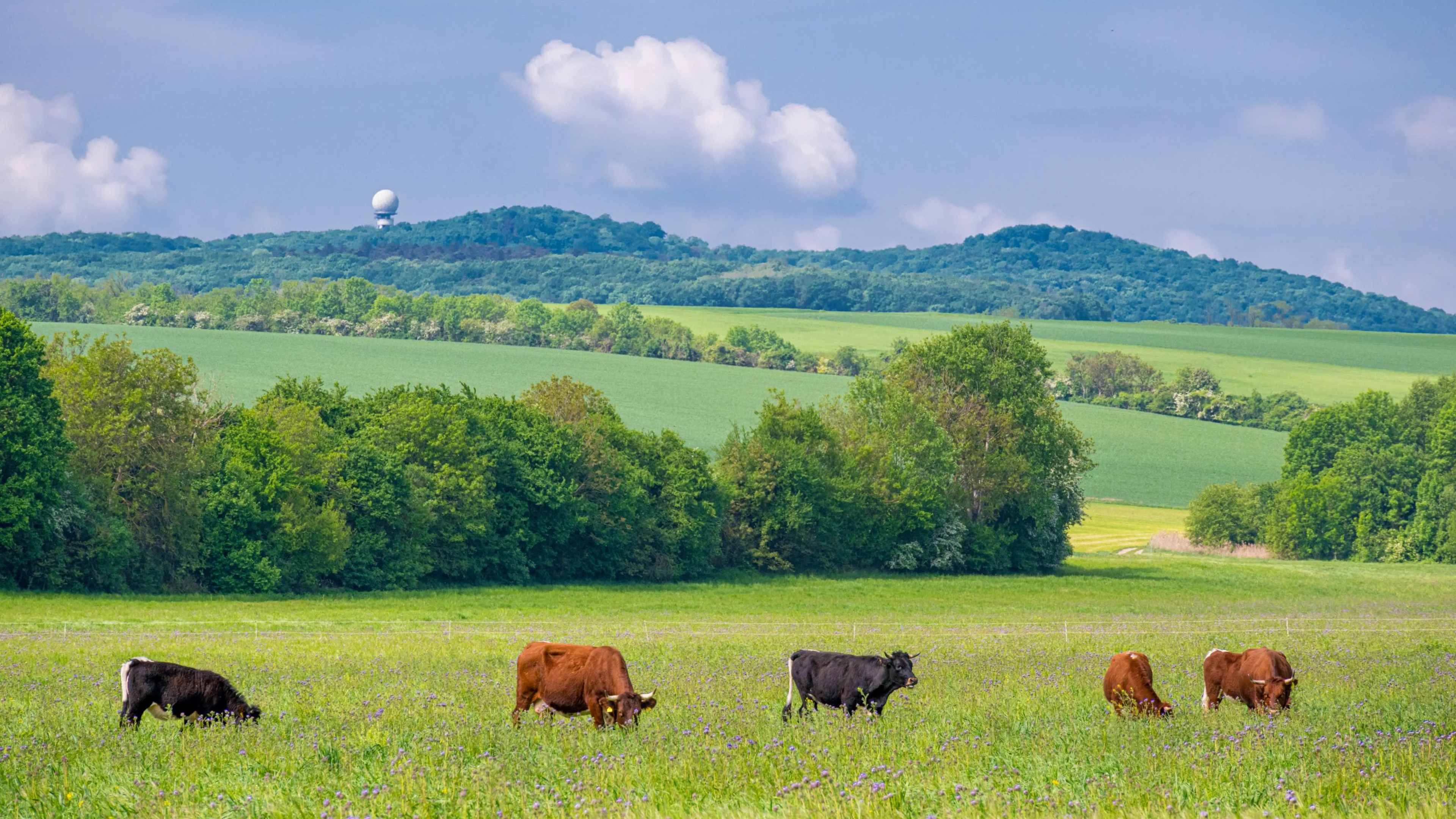 Eine artenreiche Weide mit Kühen.