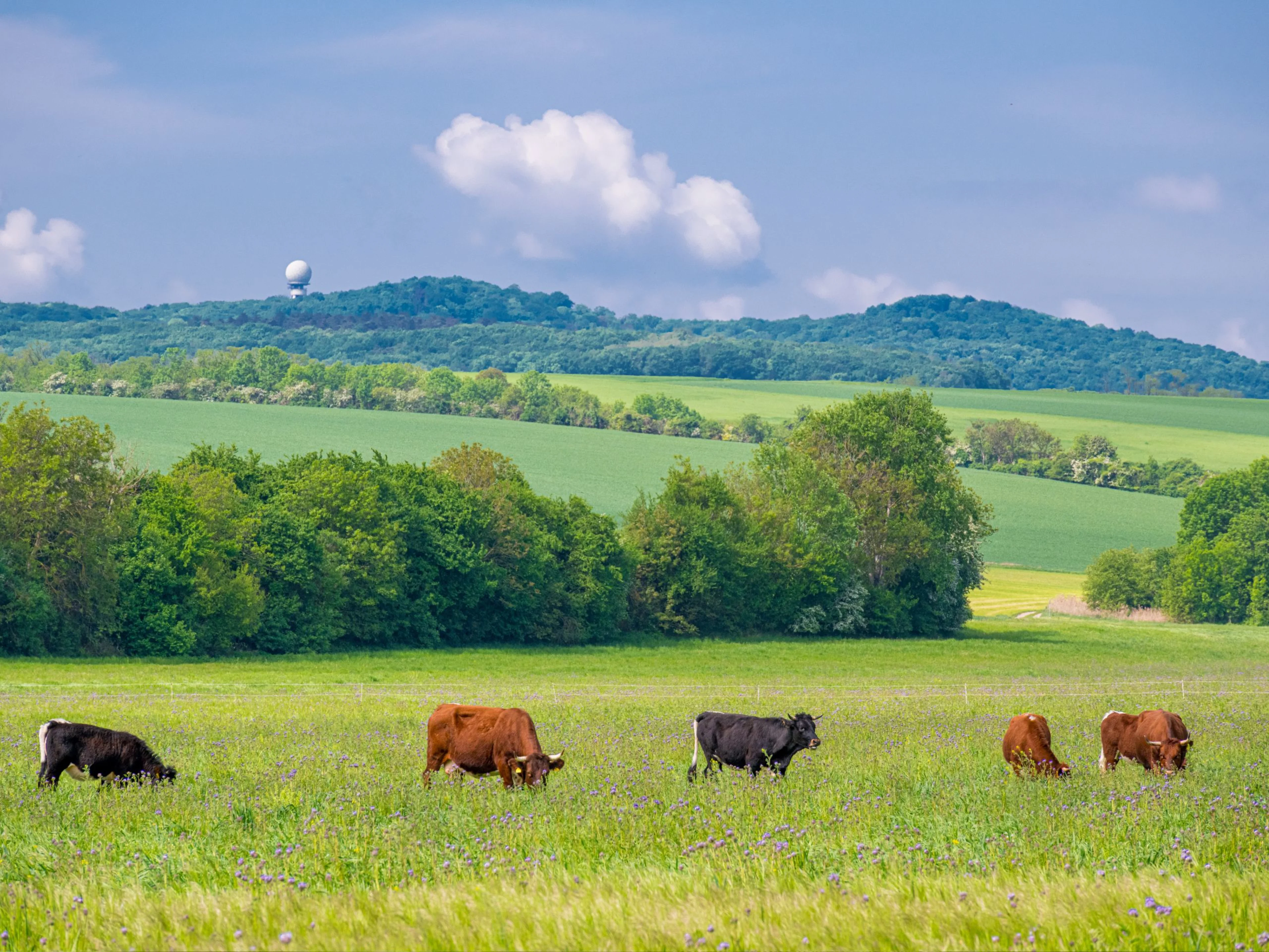 Eine artenreiche Weide mit Kühen.
