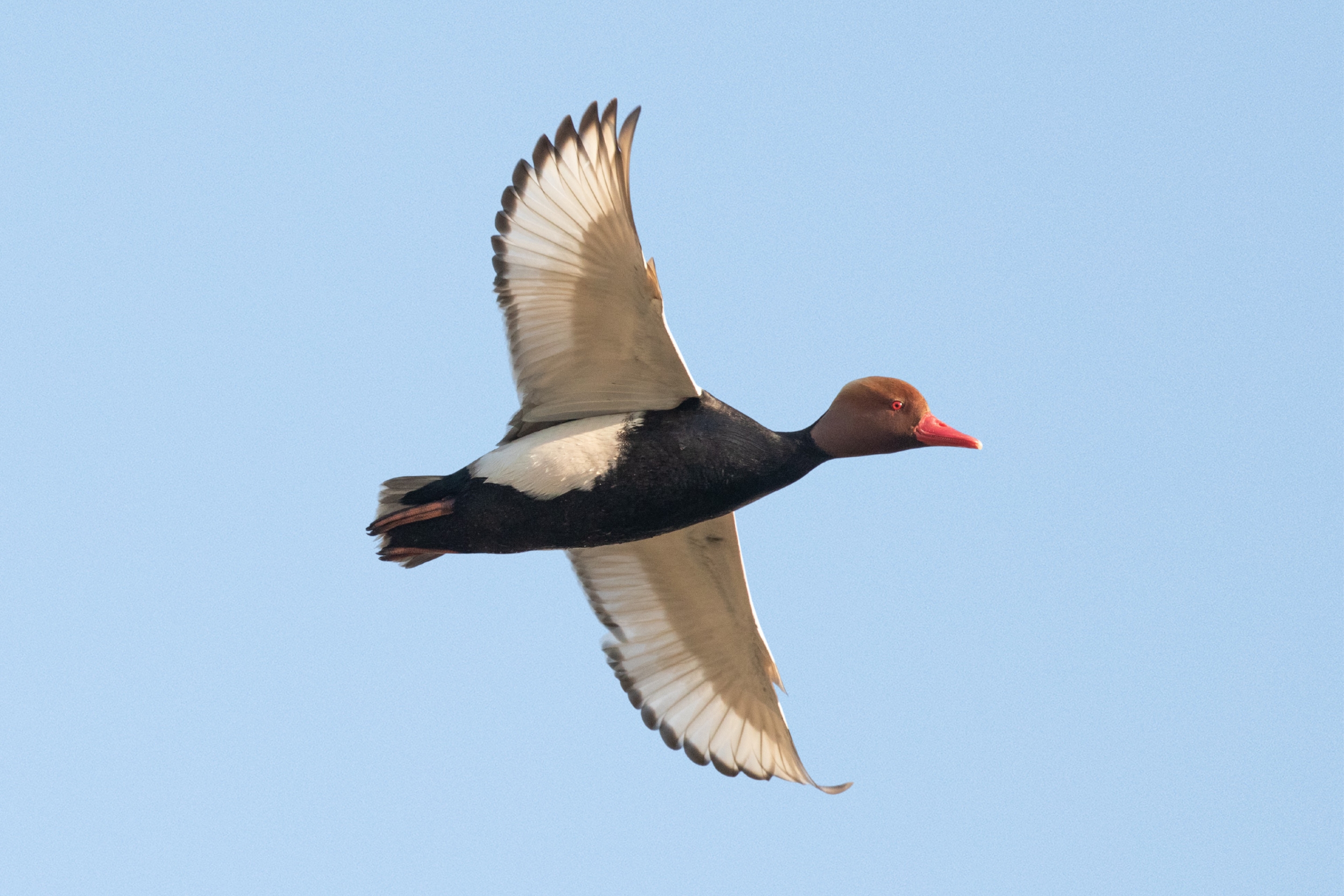 Eine fliegende Kolbenente in der Nähe eines Gewässers. 